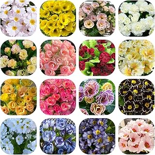 Semi di primula misti