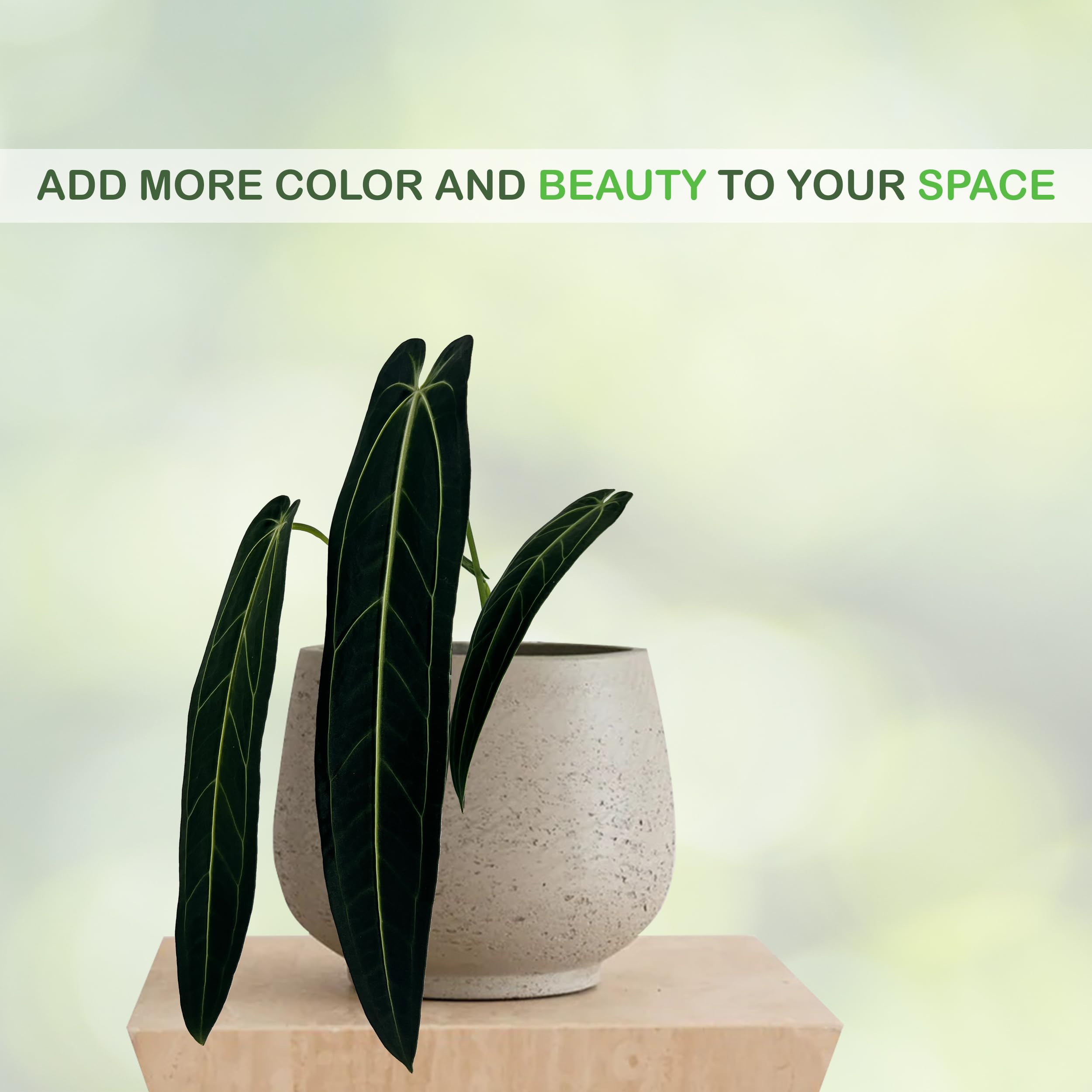 Amazon｜LEAL PLANTS ECUADOR アンスリウム Warocqueanum| 屋内用