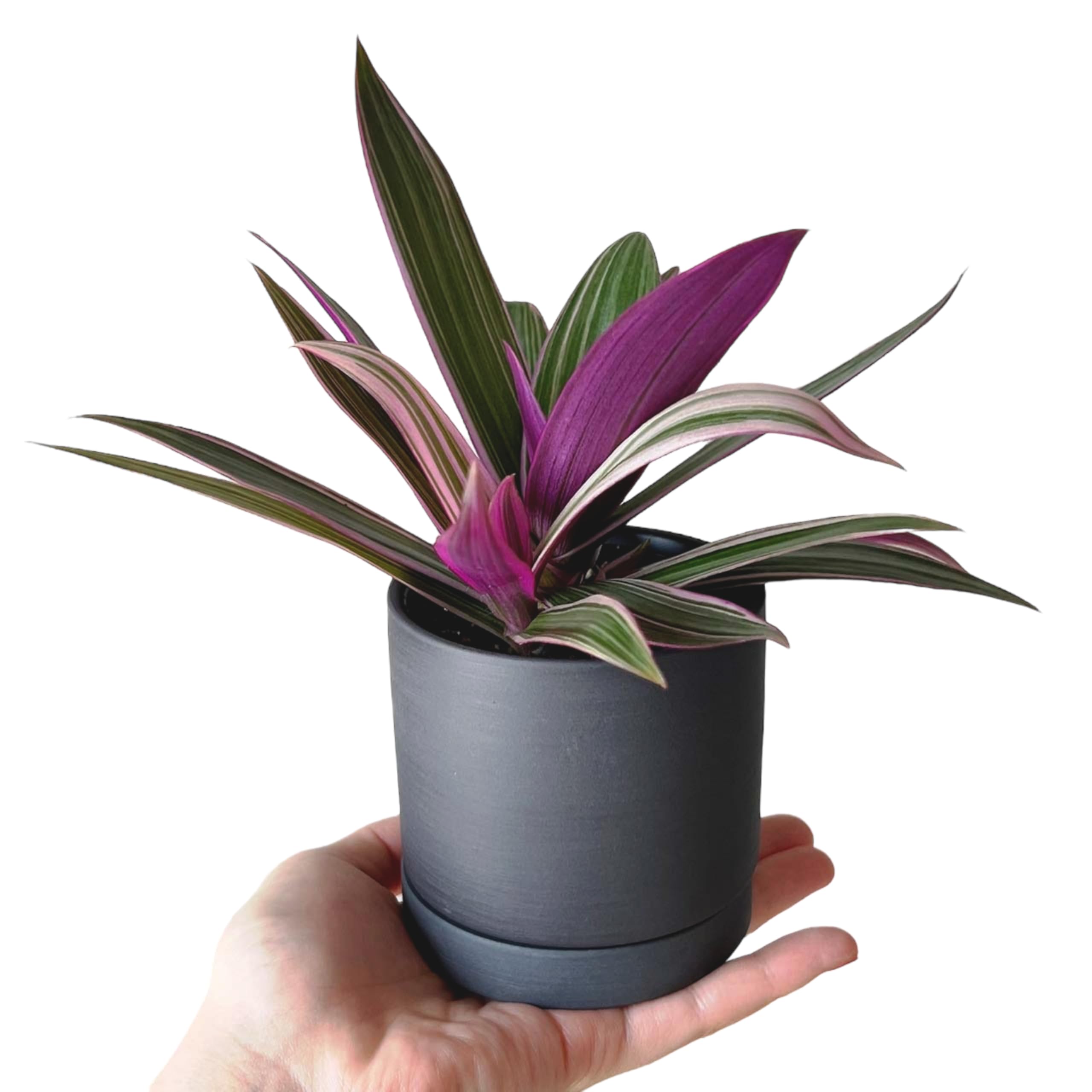 Amazon｜inakougei（イナコウゲイ） 観葉植物 おしゃれ 小さめ