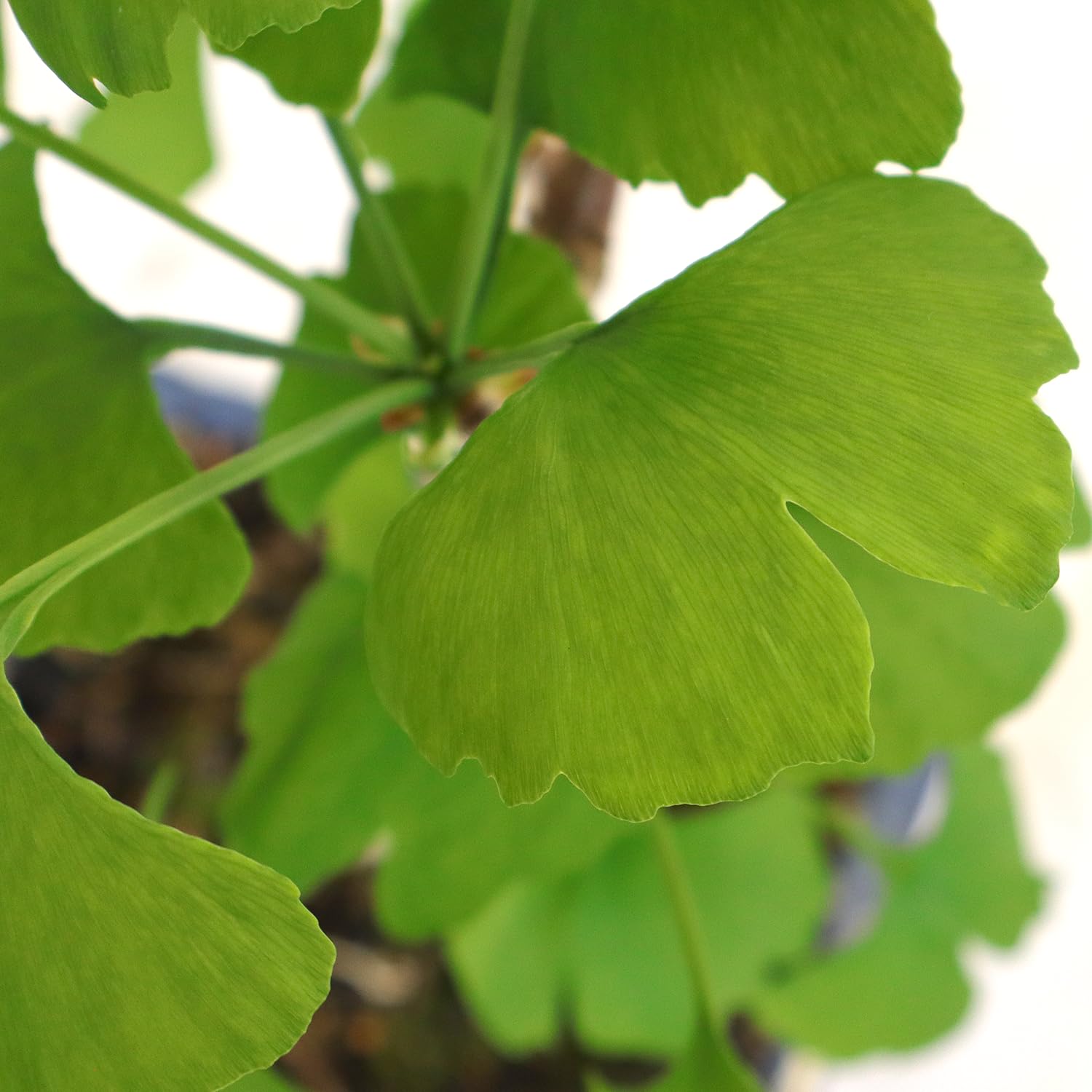 KENTIS - Bonsai di Ginkgo Biloba - Piante Vere da Esterno Ornamentali Resistenti - Giardino Balcone Terrazzo - H 28/42 cm Vaso in Ceramica 19 cm