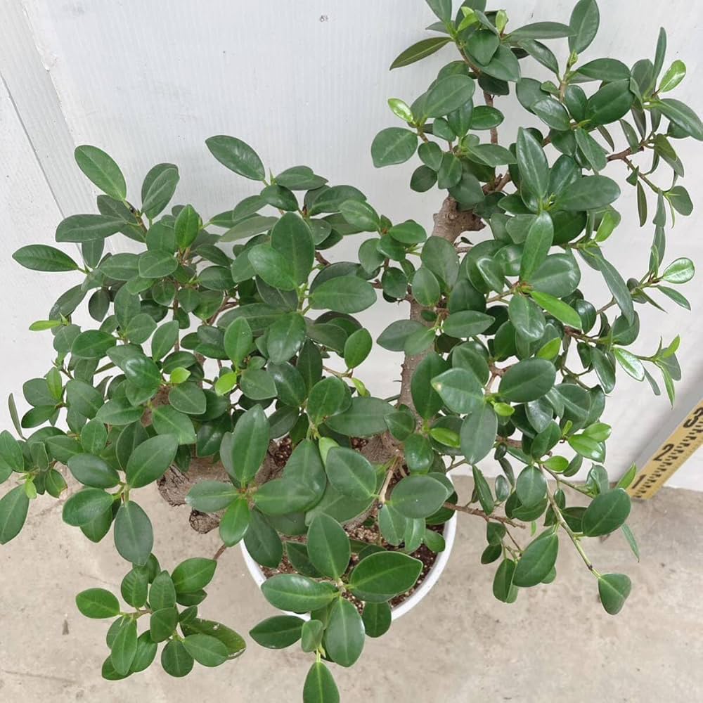 ガジュ丸さま専用 楽天市場】【水耕栽培】 がじゅまる（幹太）キューブ型 ガラス