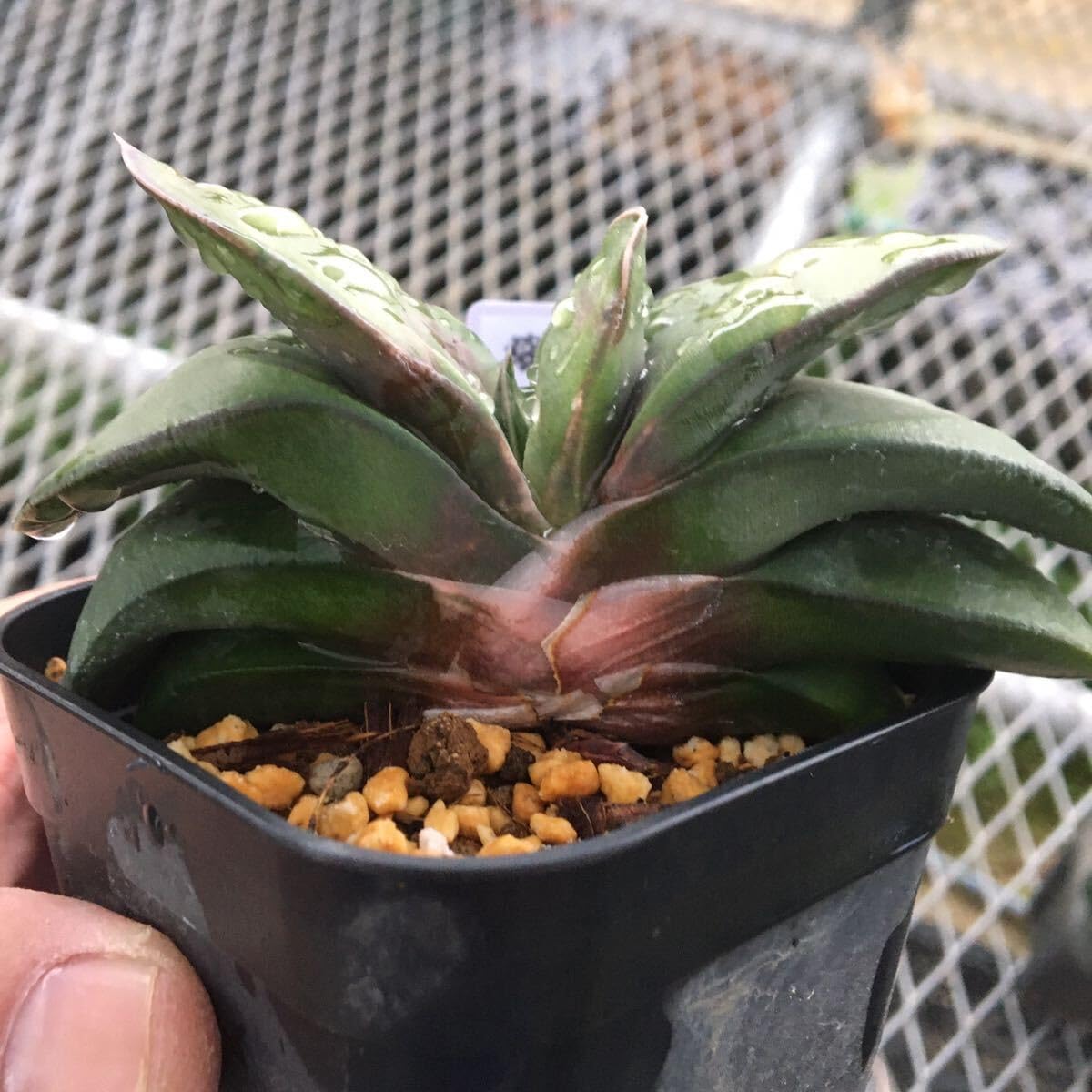 Amazon.co.jp: 多肉植物 ガステリア 臥牛交配 実生苗5 第4種郵便 : ホビー