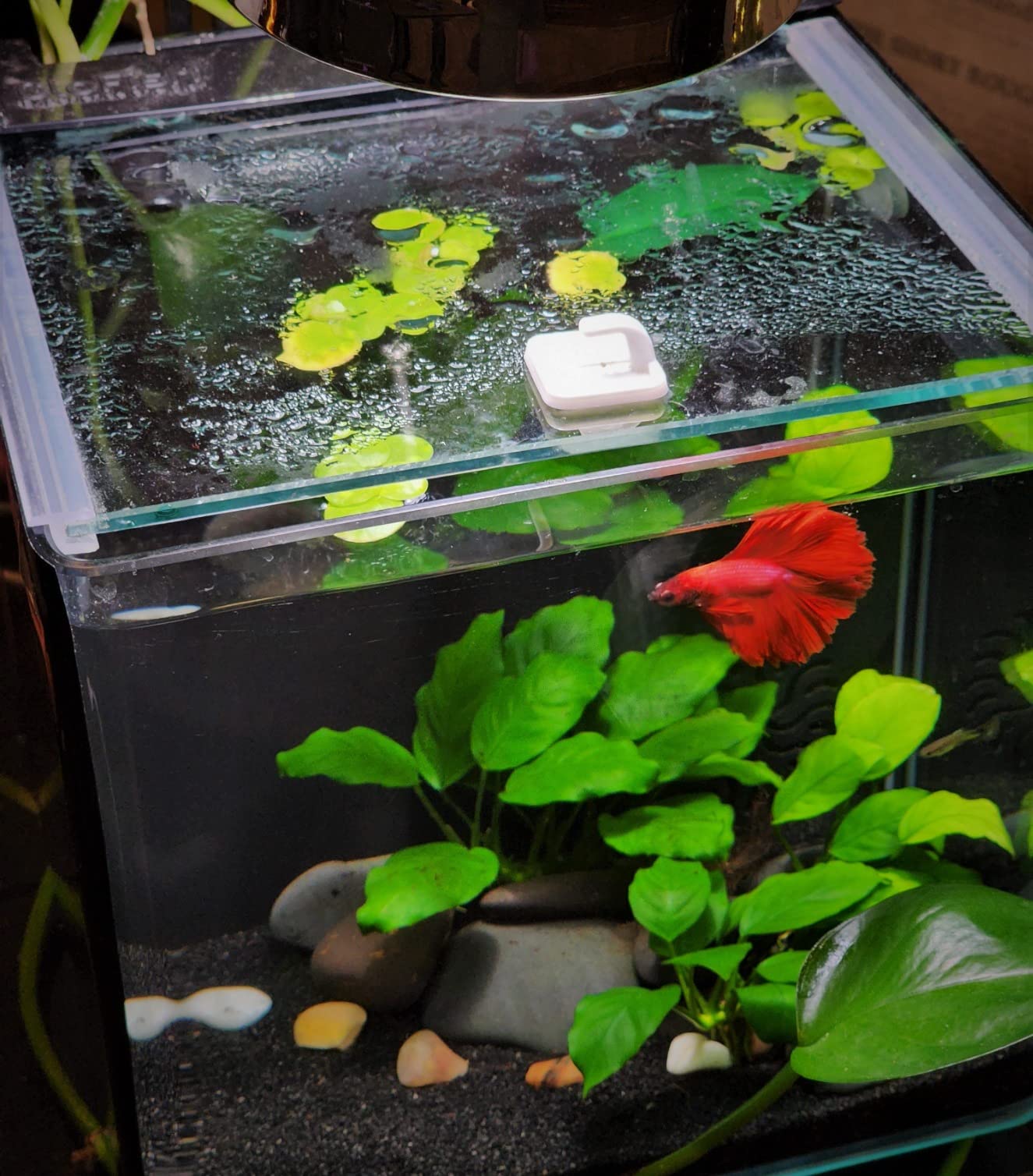 4/mo Finance AquaMiracle Adjustable 10/20/30W Small Aquarium Heater