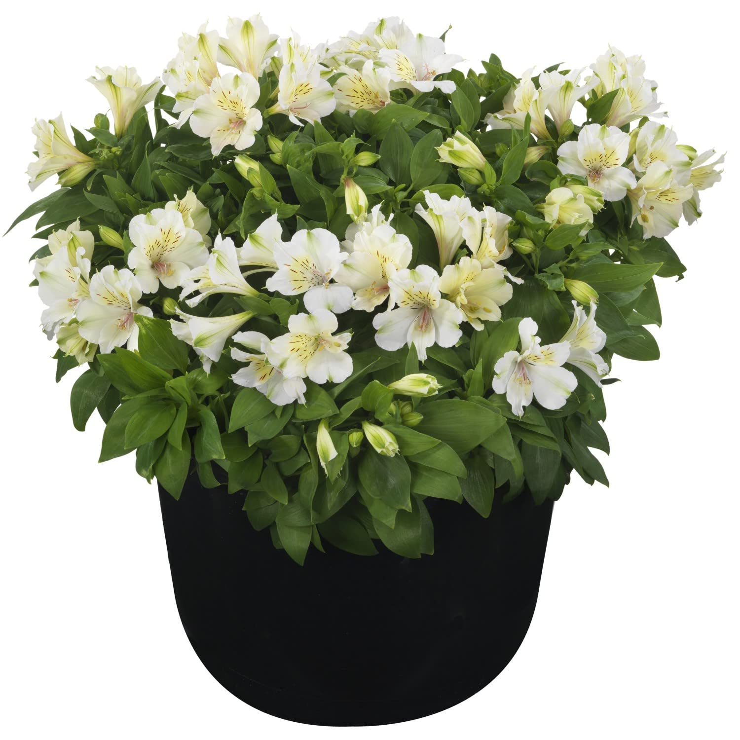 Peruvian Lily Alstroemeria 'Times Valley' Plants Summer Paradise Series Herbaceous Perennial Yellow and Pink Blooms Easy Grow Outdoor Garden Flower 9cm Pot (1 x 9cm Pot)