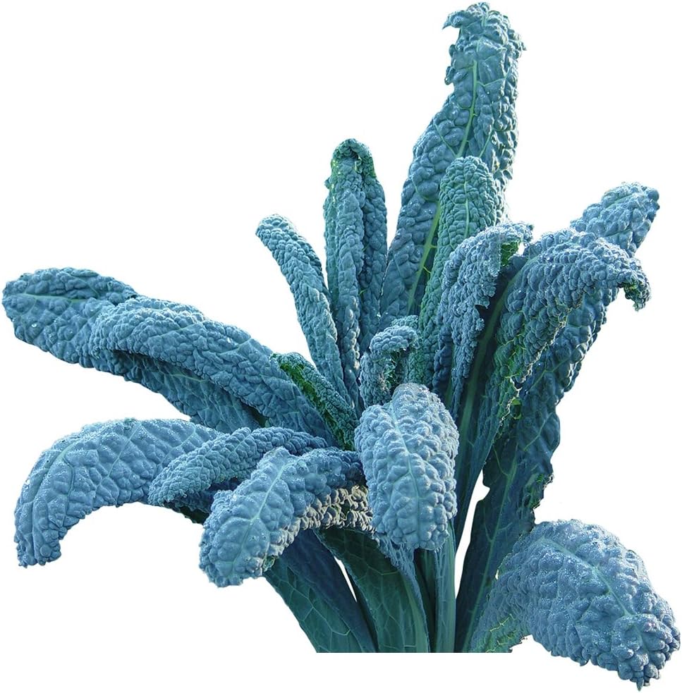 Burpee Lacinato Kale Seeds 500 seeds