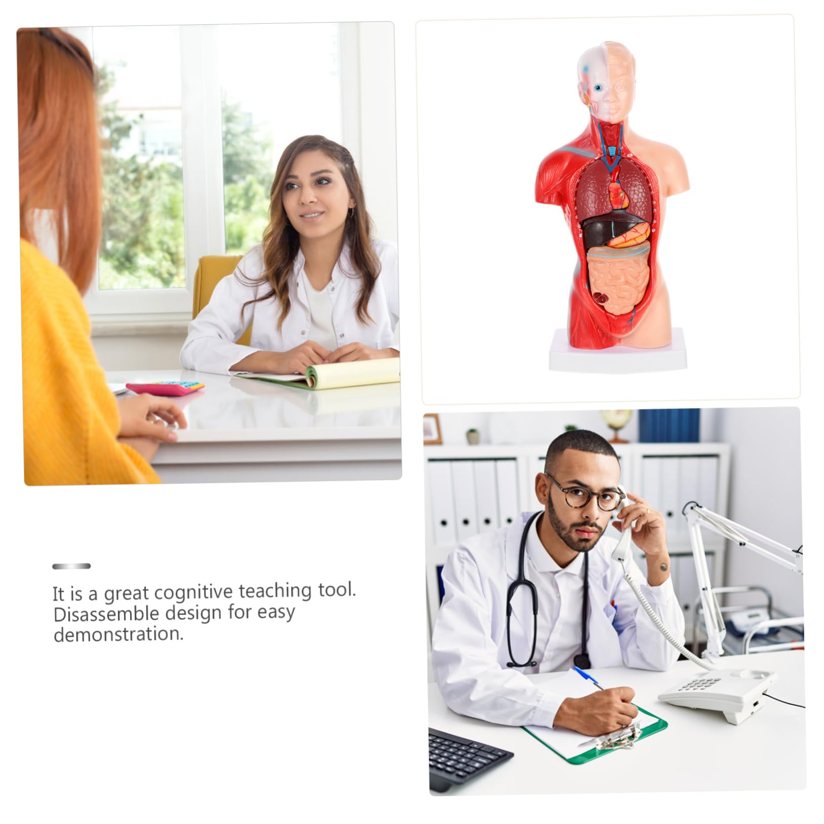 1juego Modelo De Anatomía De Órganos Para Educación Médica Maqueta Detallada De Corazón Pulmones Hígado y Riñones Para Clases y Demostraciones Clínicas