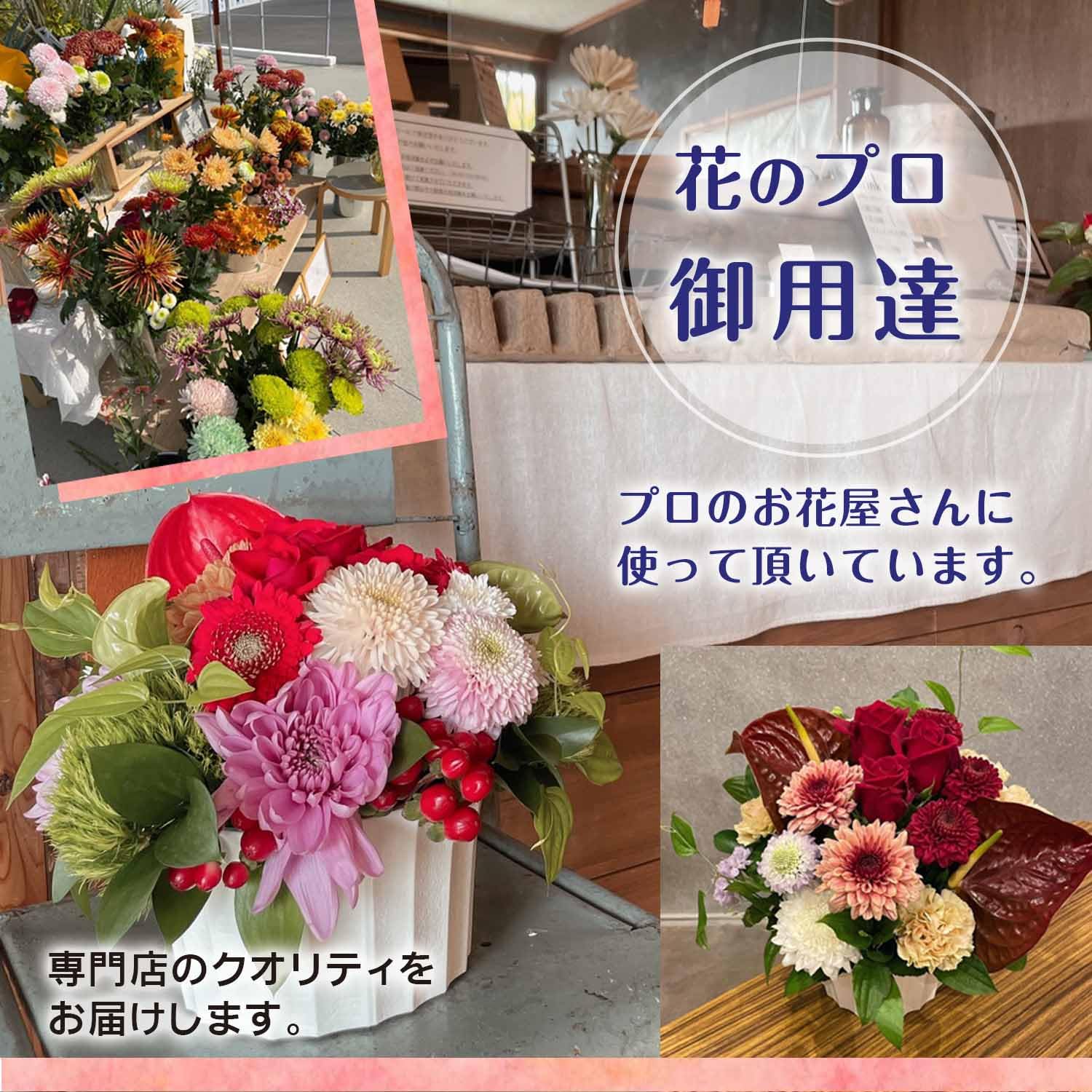 Amazon｜カラーリングマム 染め輪菊 7～8本 切り花 生花｜切り花