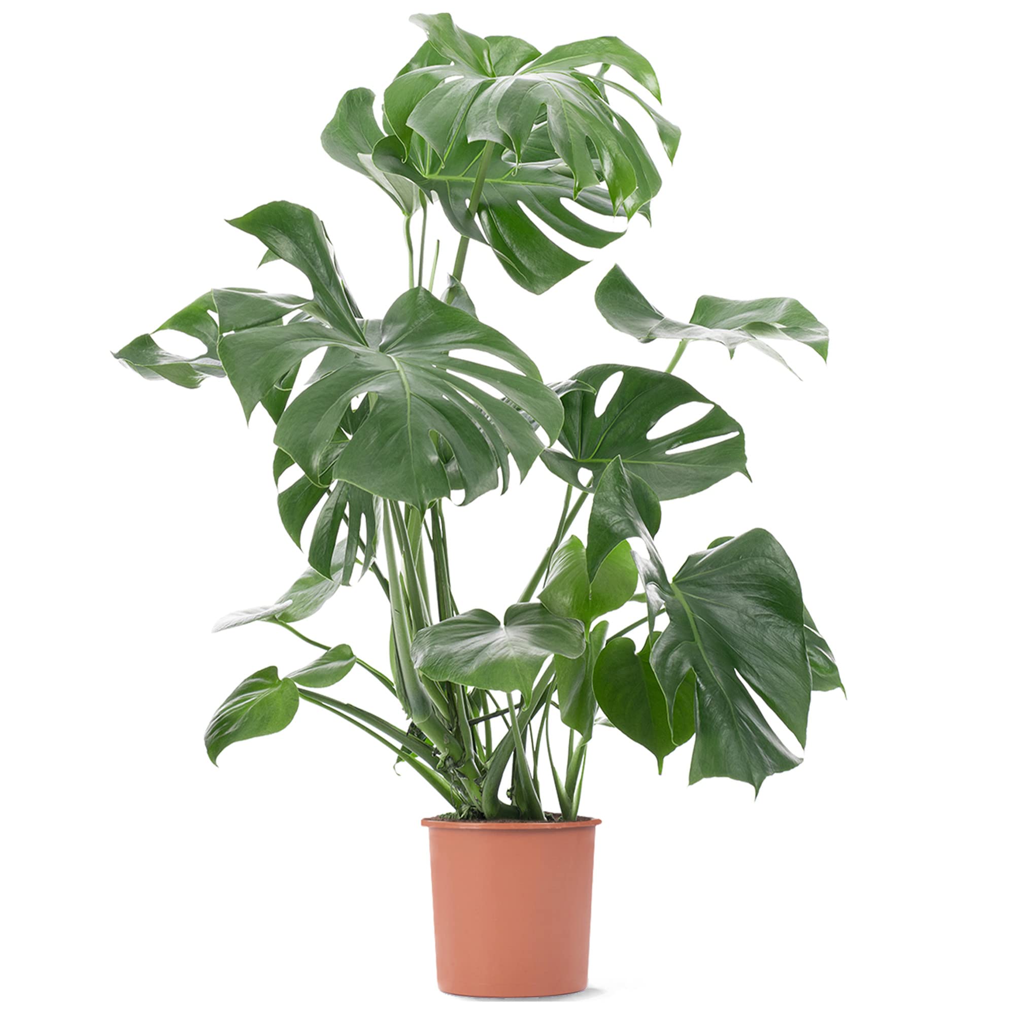 Schweizer Käse-Pflanze Monstera Deliciosa Zimmerpflanzen Immergrüne Topfpflanze für drinnen.