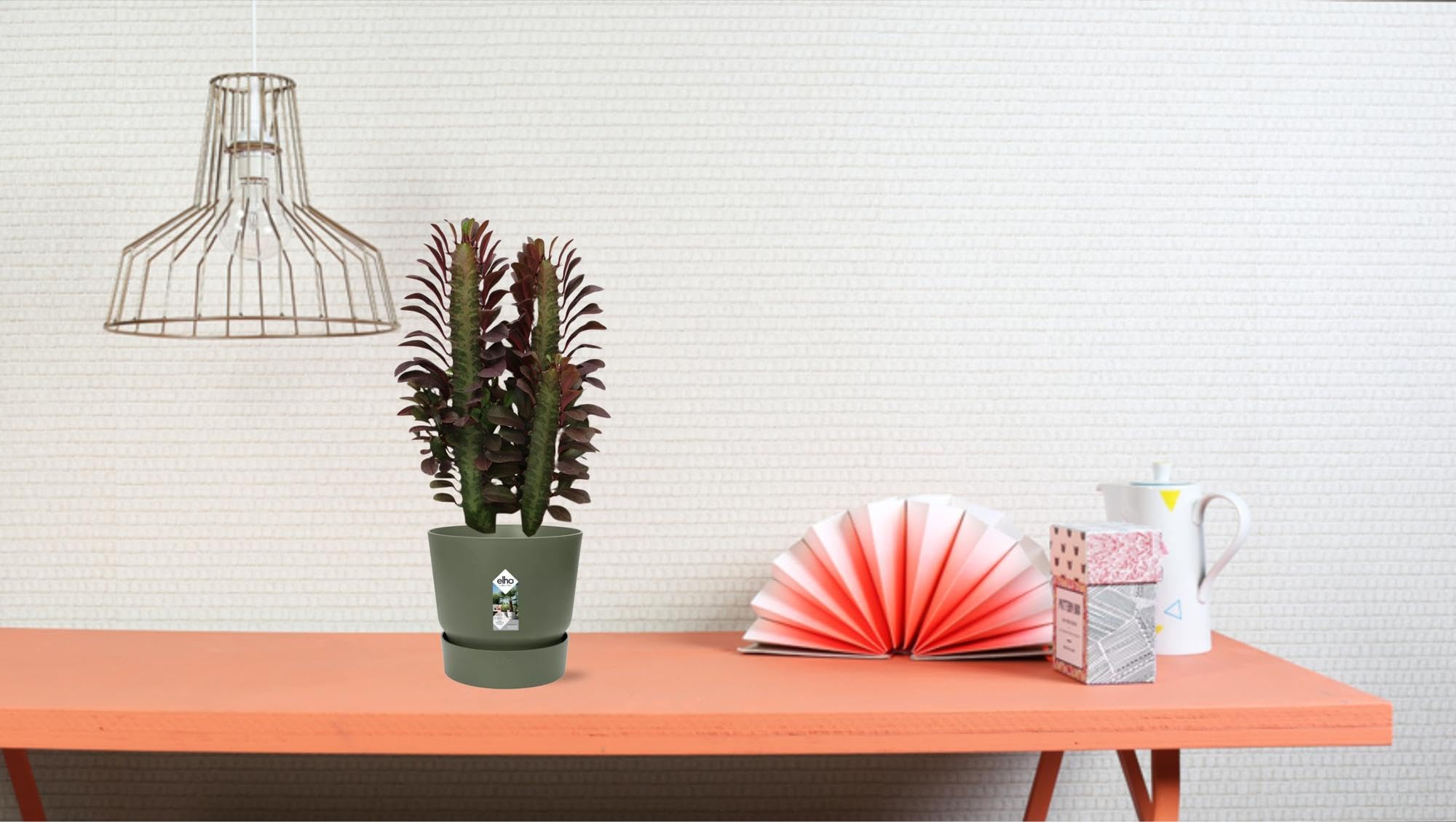 Euphorbia Trigona Rubra Wolfsmilch Rote Sukkulente Zimmerpflanze Ø12 cm 40