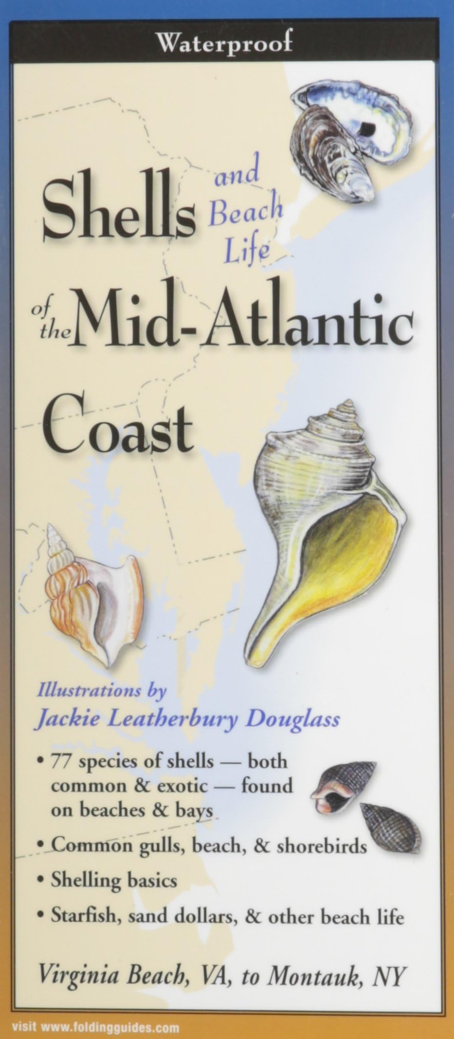 Shells of the Mid-Atlantic Coast: Folding Guide (Foldingguides)