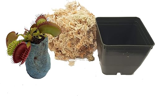 Venus Flytrap 'B52' planta carnívora, Dionaea muscipula, llegada en vivo, planta adulta, maceta de 3" - Predatory Plants