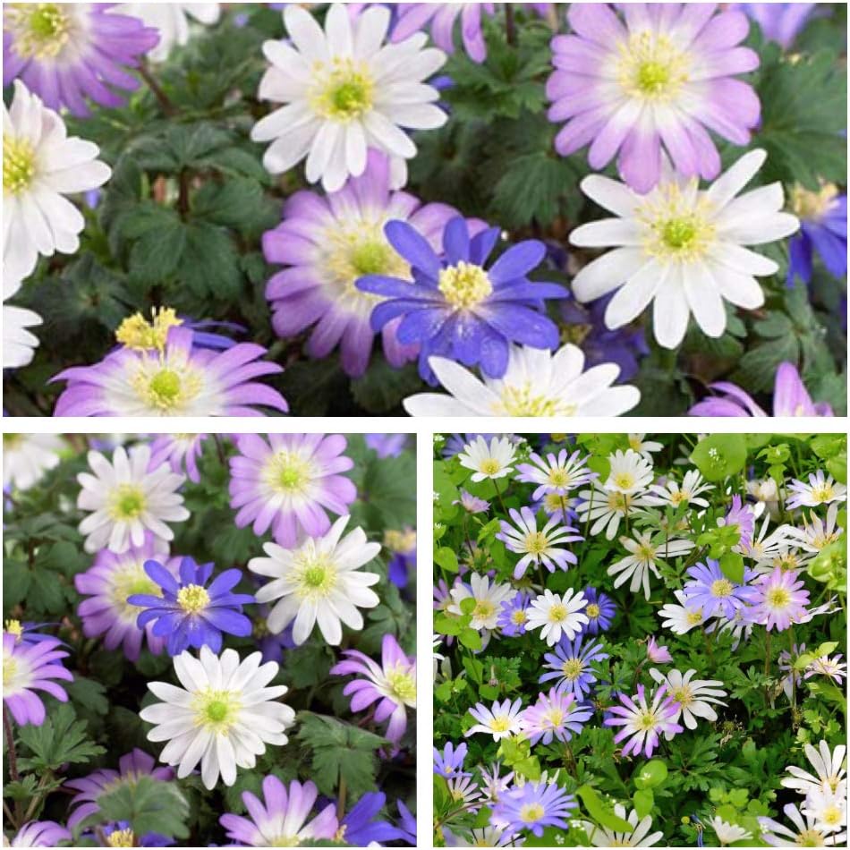 Humphreys Garden Anemone Blanda Mixed x 20 Bulbs Size 4/5