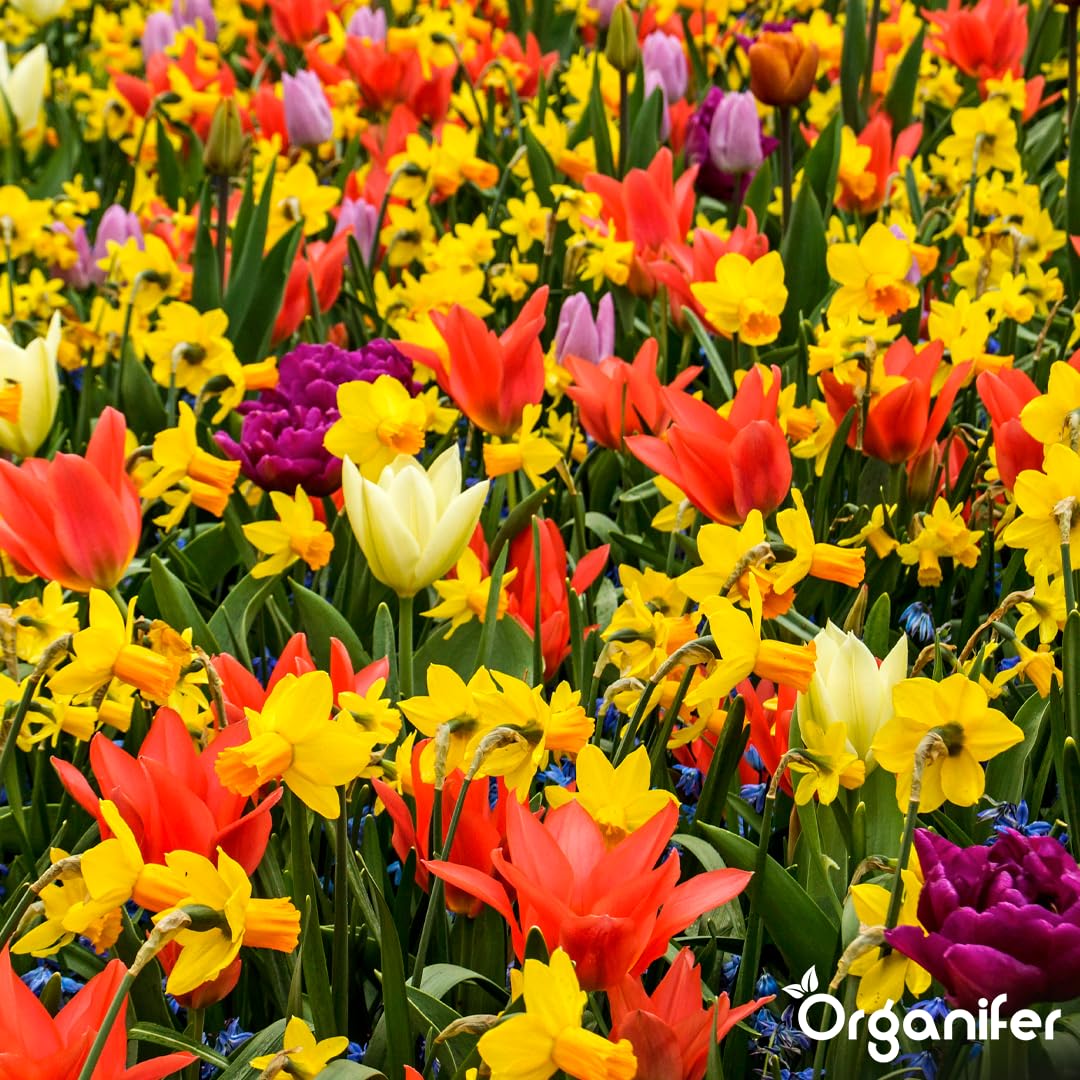 500 Mezcla De Bulbos De Tulipán Y Narciso
