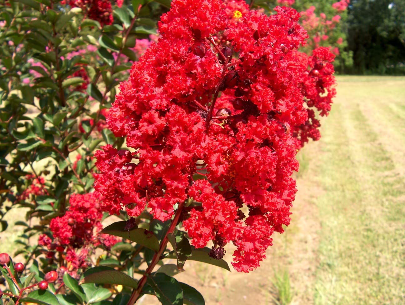 See full amazon price history chart for Baishnab Thunberjia PlantRed Lagerstroemia/purush flower/lagerstroemia speciosa/pride of India/Queen Crape Myrtle flower plant Baishnab Thunberjia PlantRed Lagerstroemia/purush flower/lagerstroemia speciosa/pride of India/Queen Crape Myrtle flower plant (B0CPM19N9F) Amazon Price History, Amazon Price Tracker