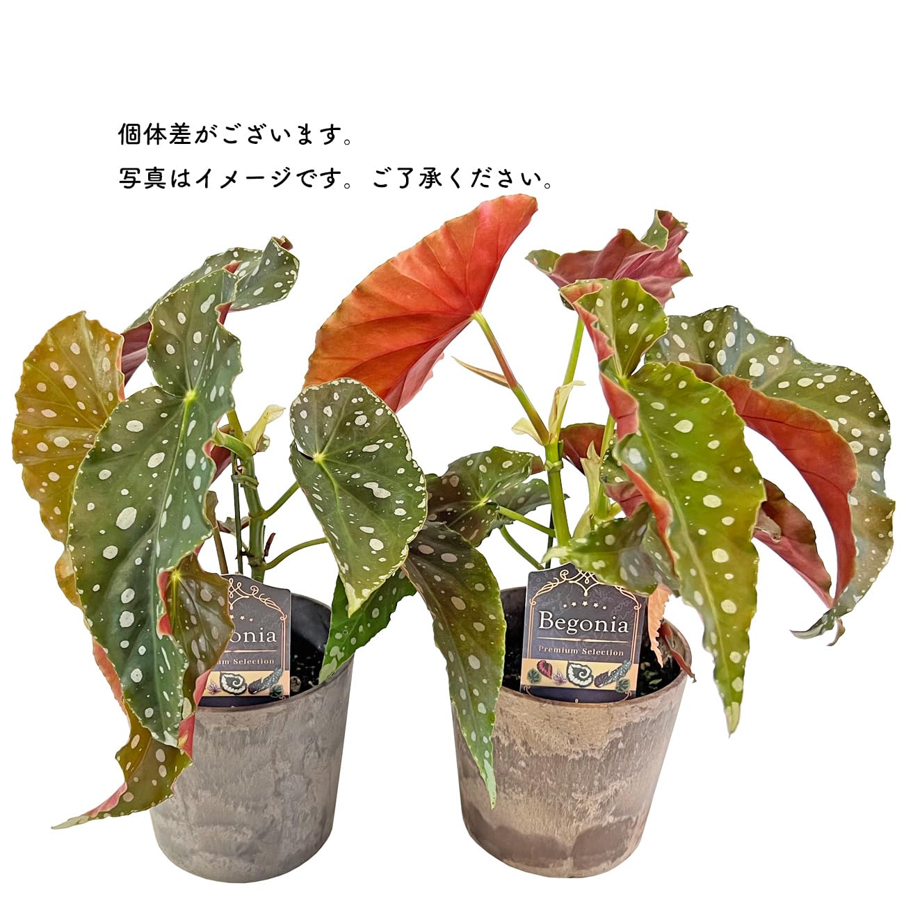 専用❣️Begonia 原種ベゴニア特選株4点　宅配便11/18発送11/20着 専用❣️Begonia 原種ベゴニア特選株4点 宅配便11/18発送11/20