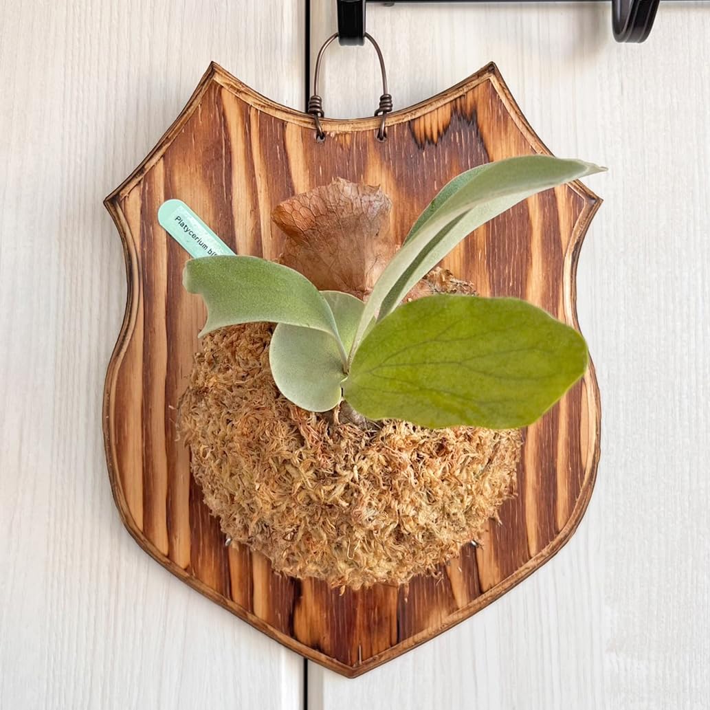 板付け ビカクシダ ビフルカツム コウモリラン壁掛け Amazon｜【おしゃれな壁掛け観葉植物】ビカクシダ ビフルカツム 板付