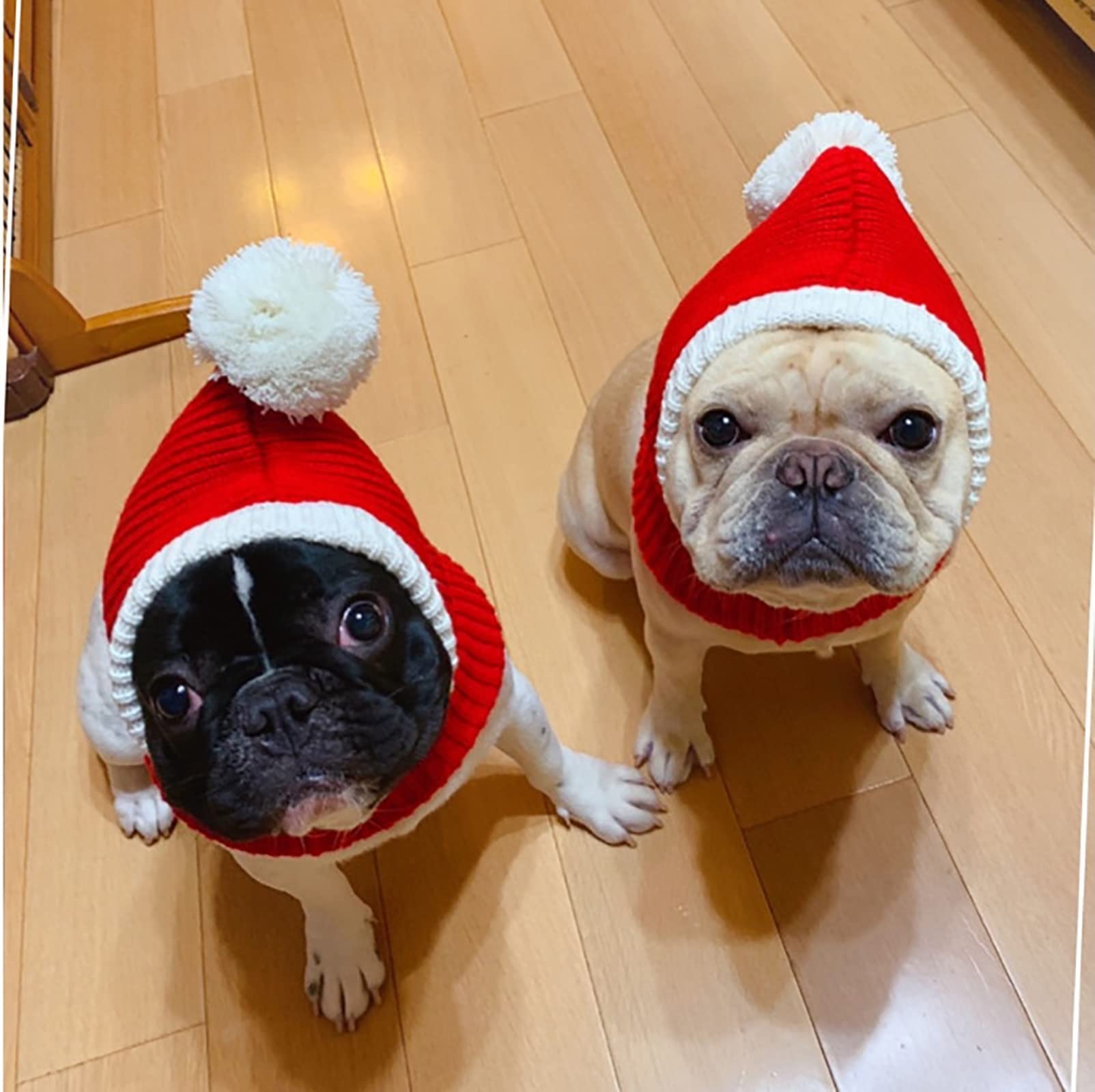 Vind kerstmuts hond op - april 2026