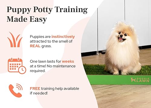 Miniatura 2 de DoggieLawn Almohadillas para orinar de césped natural para cachorros caja de arena perfecta para interiores sin ensuciar fácil de usar para mascotas