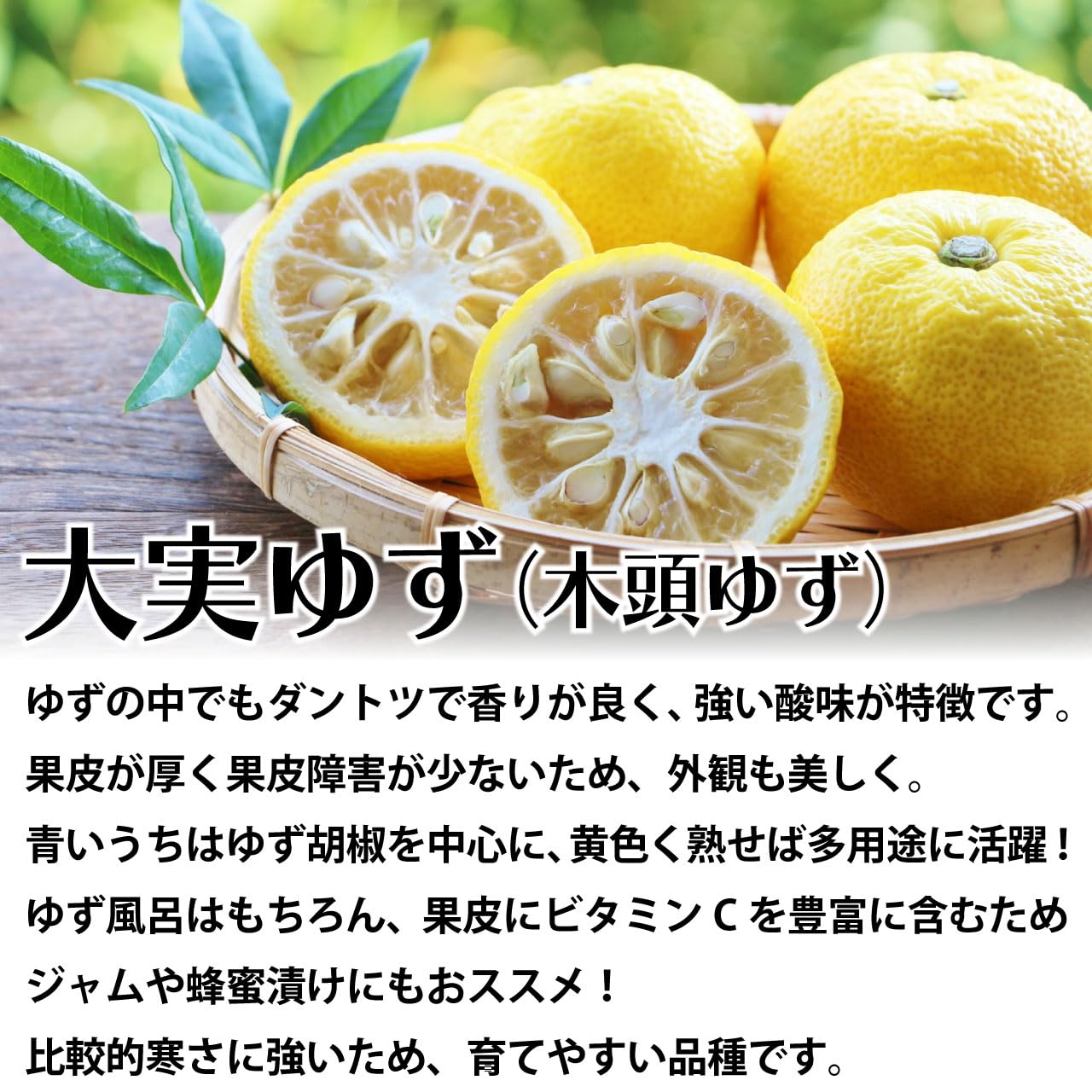 柚子の大苗木 レモンの横に♪ 実付き 柚子の大苗木 レモンの横に♪ 実付き