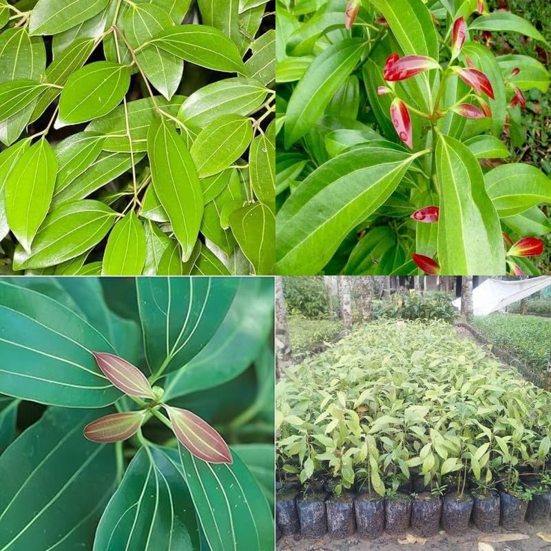 Bay leaf plant, Live Bay leaves plant Tej patta Tamalpatra Indian bay leaf pack of 1-image-40