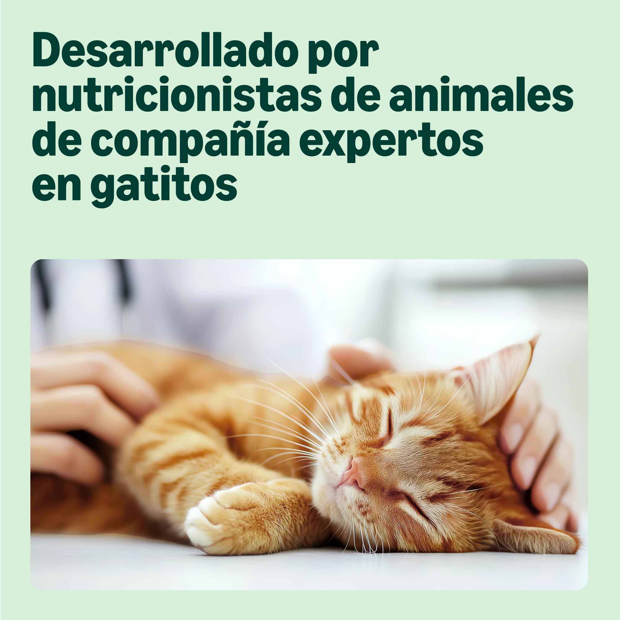 by Amazon Alimento Completo para Gatitos, Selección Mixta en gelatina, 1.2kg (12 bolsitas de 100g)
