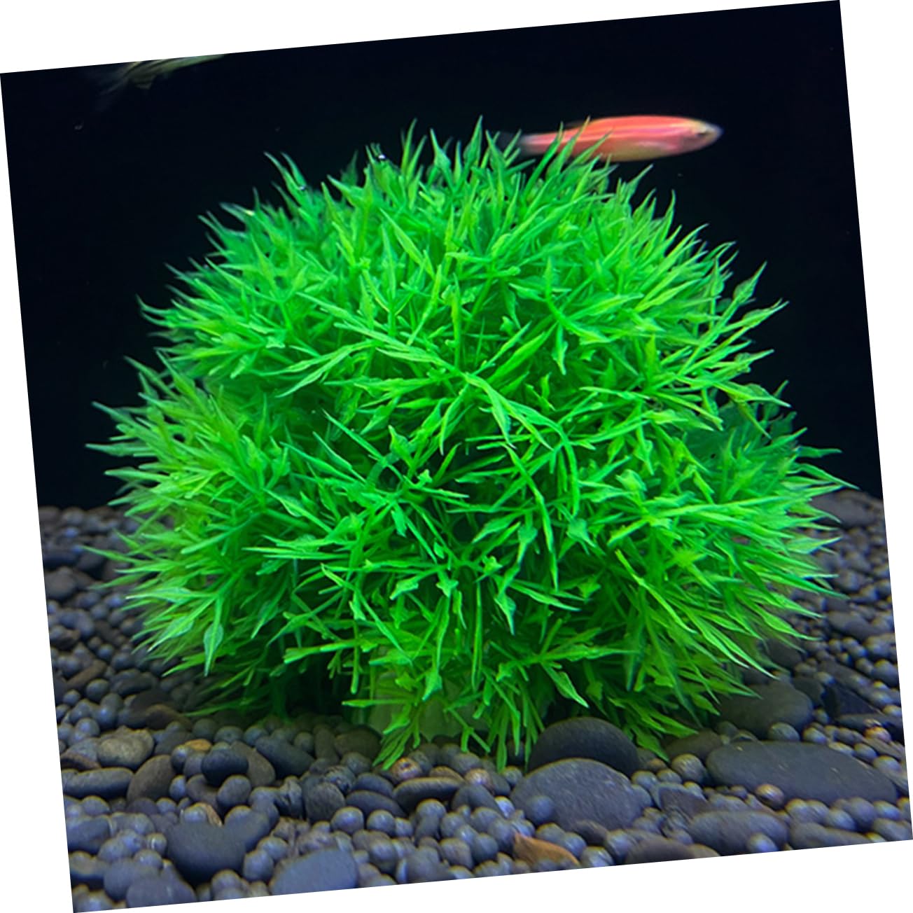 Cabilock 6 Piezas Decoración de Plantas Verdes simuladas. Planta Artificial Planta Falsa Decoraciones de Plantas de Acuario Decoraciones caseras del Acuario pecera artesanía