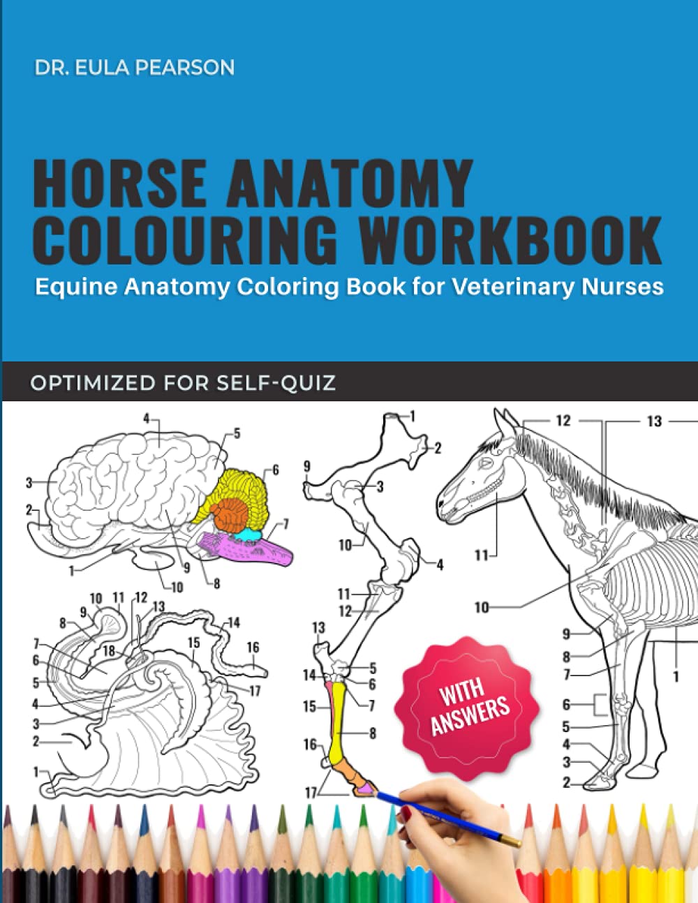 Buy Horse Anatomy Colouring Workbook Equine Anatomy Colouring Book