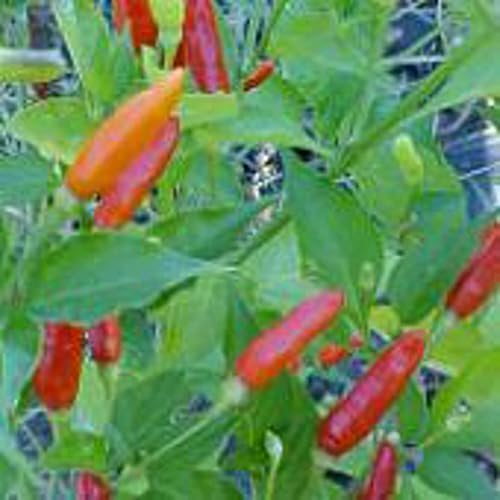 Tabasco - Semillas de pimientos picantes (más de 20 semillas) Sin OGM Semillas de flores para plantar Paquete de invernadero de jardín para el