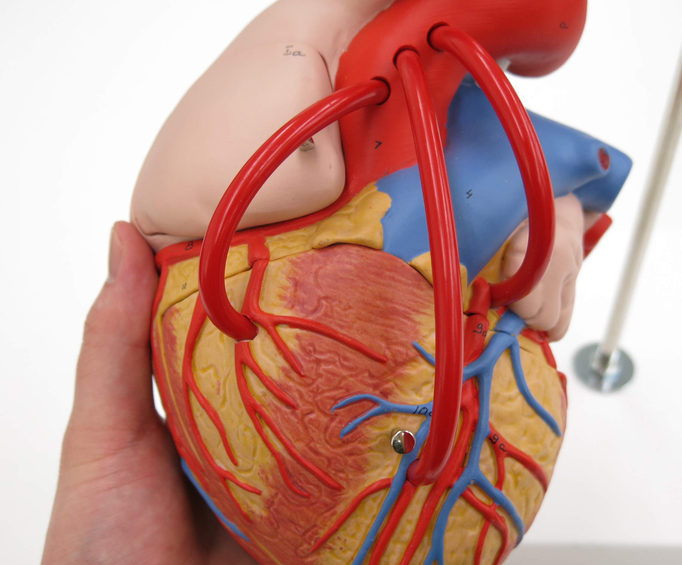 3B Scientific G06 Modello di Anatomia Umana Cuore con Bypass, Ingrandito 2 Volte, in 4 Parti + software gratuito di anatomia - 3B Smart Anatomy