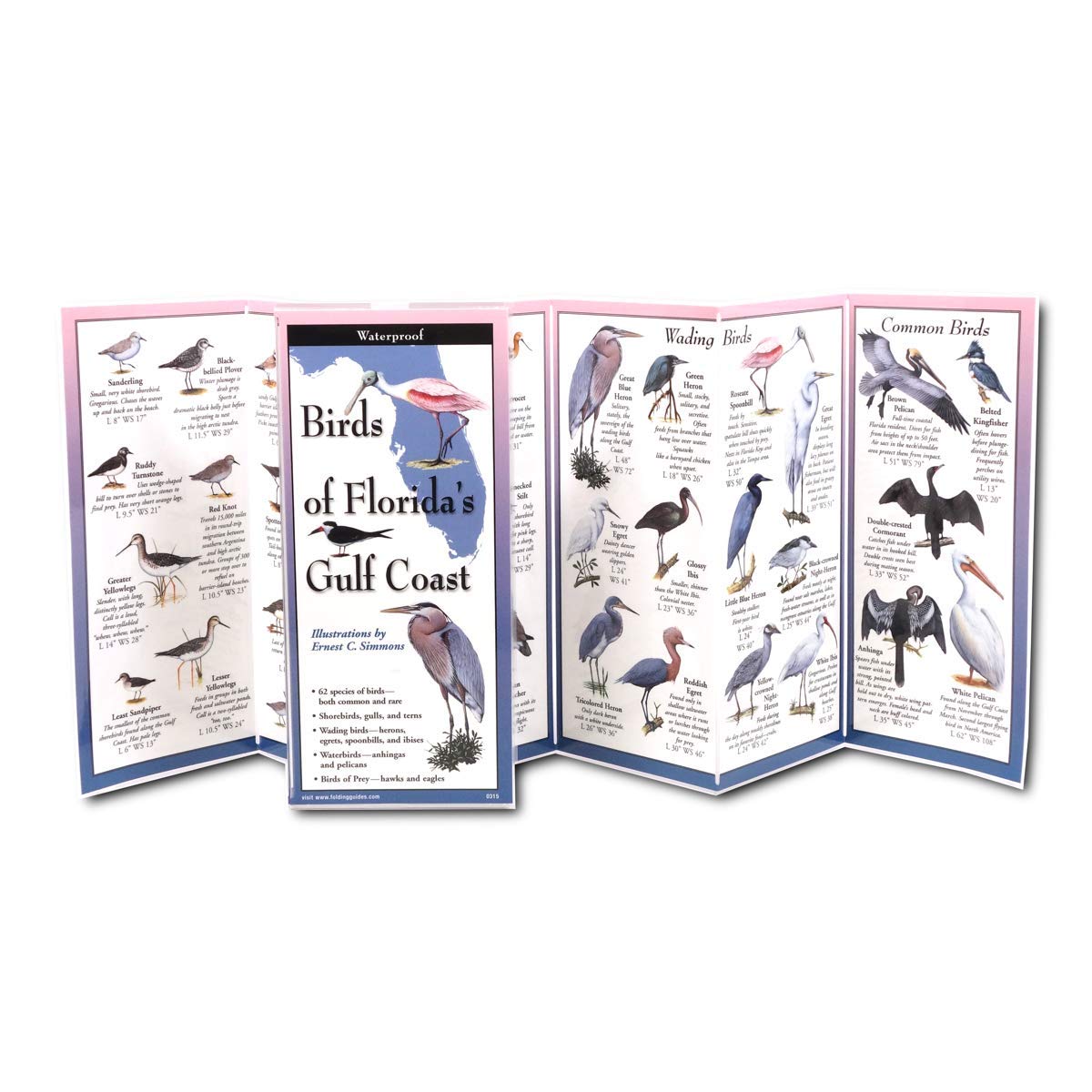 Amazon.com: Earth Sky + Water FoldingGuide™ - Birds of Florida's