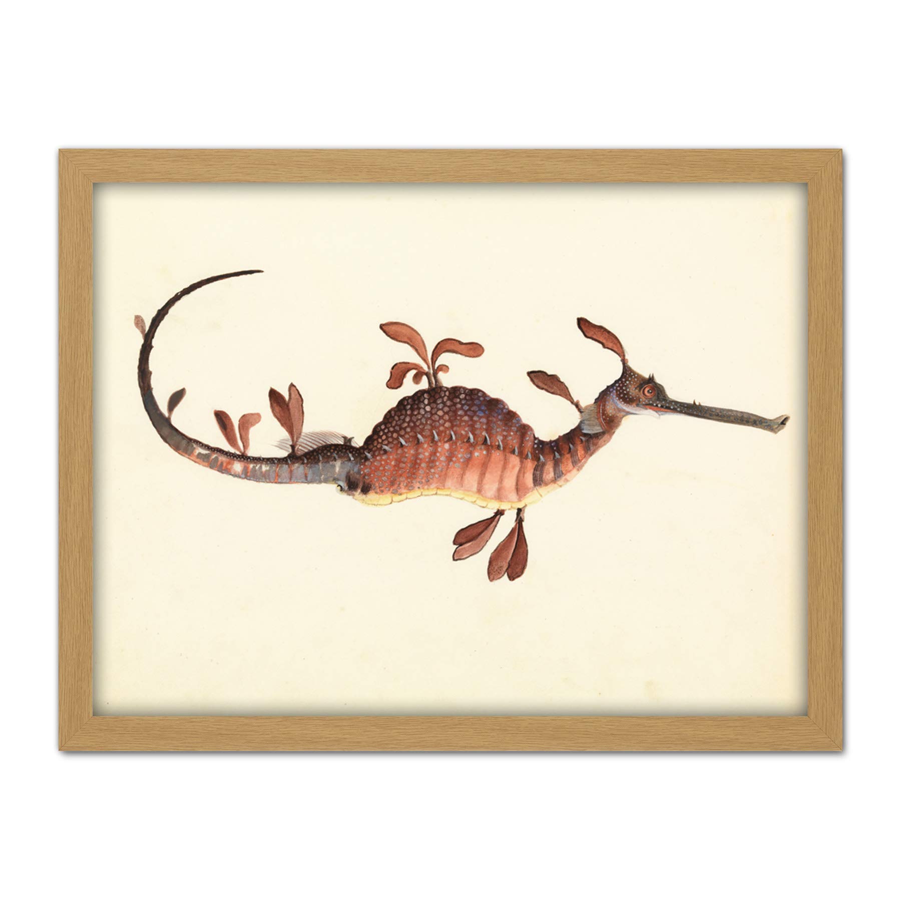 Artery8 Gould Weedy Seadragon Marine Book Illustration Artwork Framed Wall Art Print 18X24 Inch
