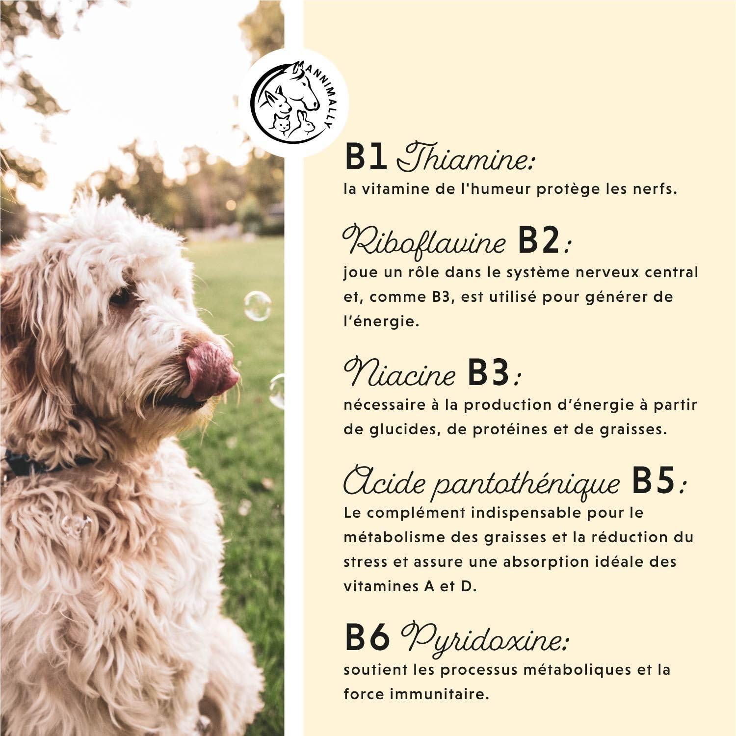 Vitamine B Complex 120 comprimés pour Chien et Chat : Vitamine B1, B2, B3, B5, B6, B9, B12 - Vitamines et compléments pour Chiens et Chats - Vitamine pour Chien - Vitamine Chat