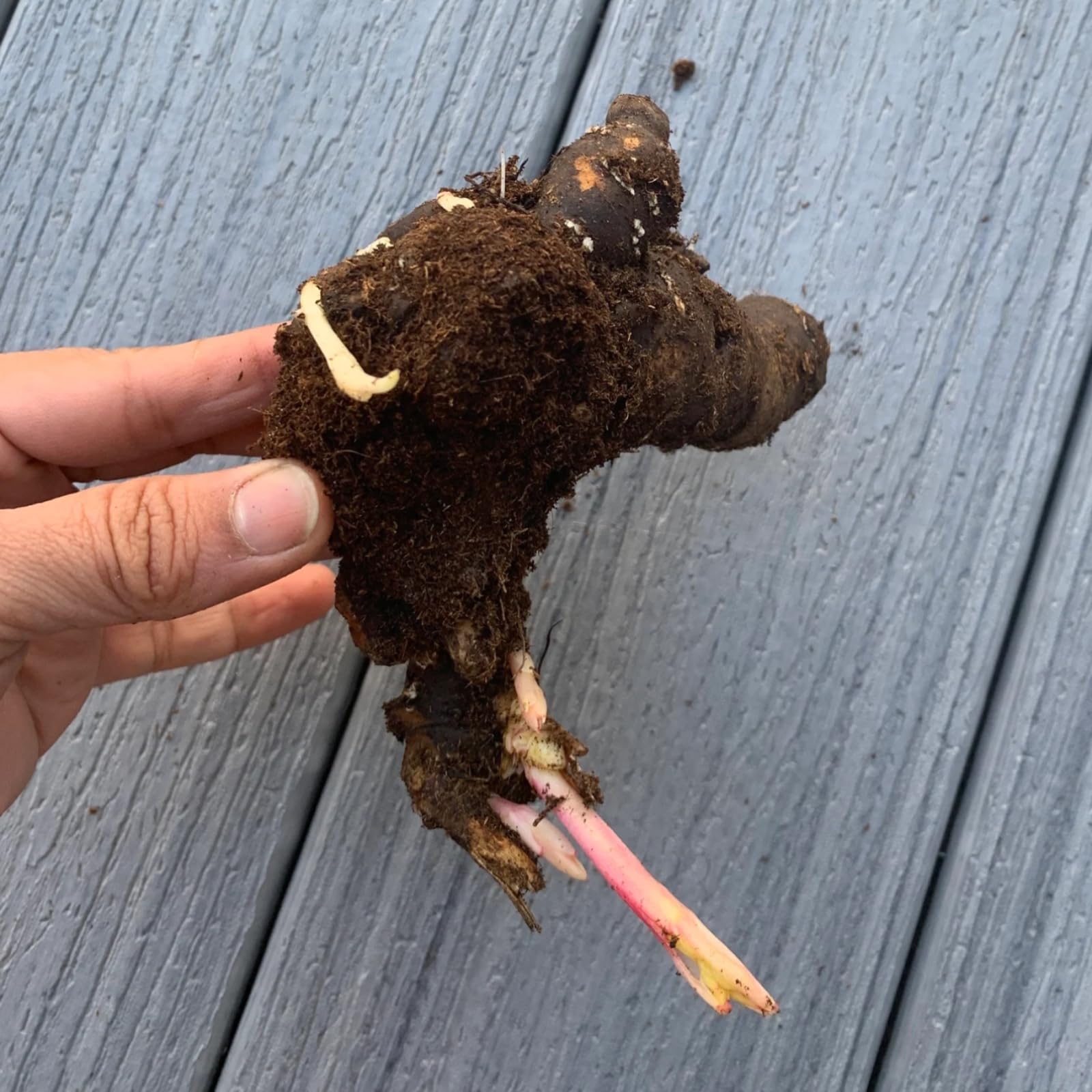 Winterharte Pfingstrosen Zwiebeln 2 Stück - Mehrjährige Regenbogen Pfingstrosen Für Garten