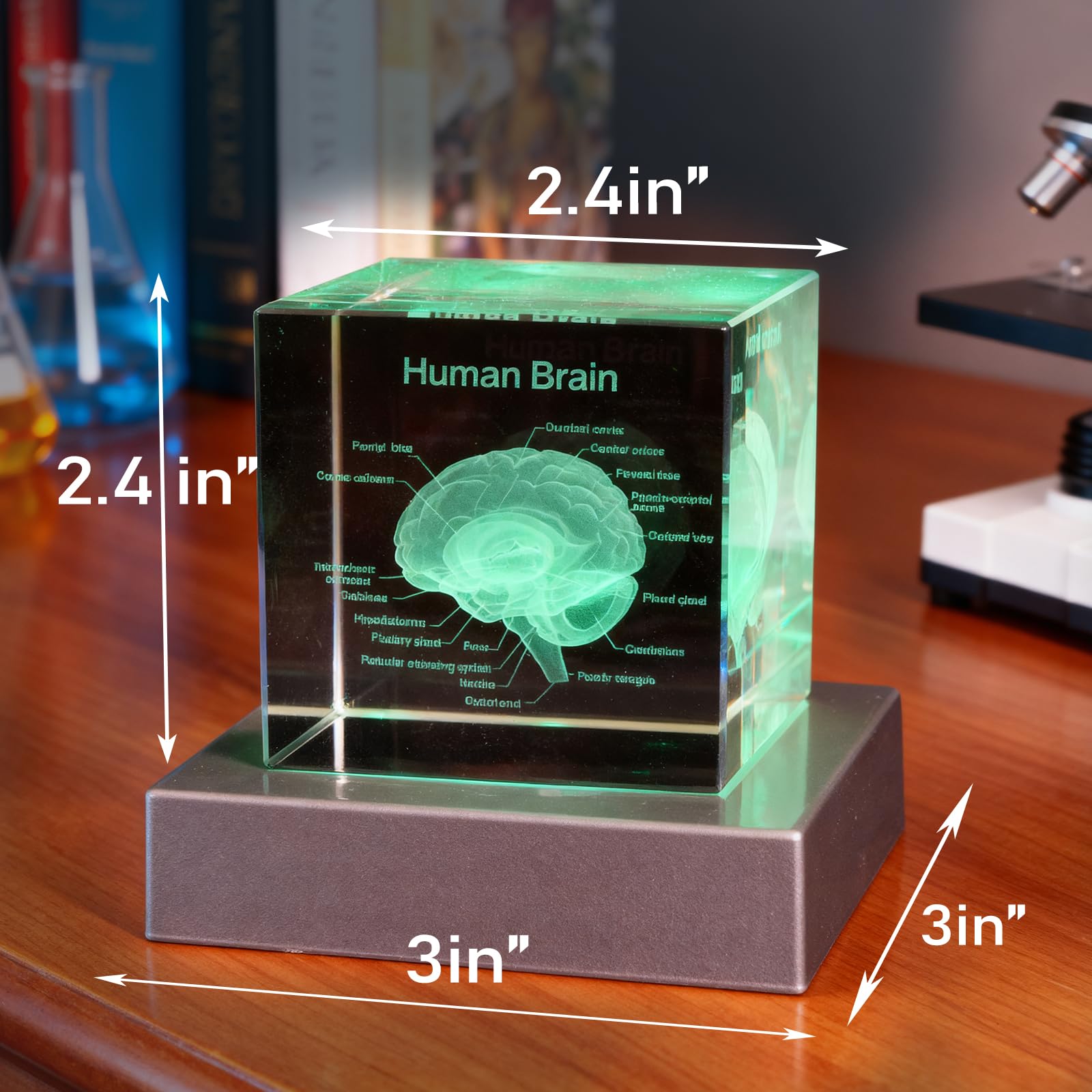3D Human Brain Anatomy Model, Doctor Psychology Gifts, K9 2.4 Inch Etched Crystal Cube Lamp with Battery Powered, Brain Figure Paperweight Science Biology Graduation Teacher Appreciation Gifts