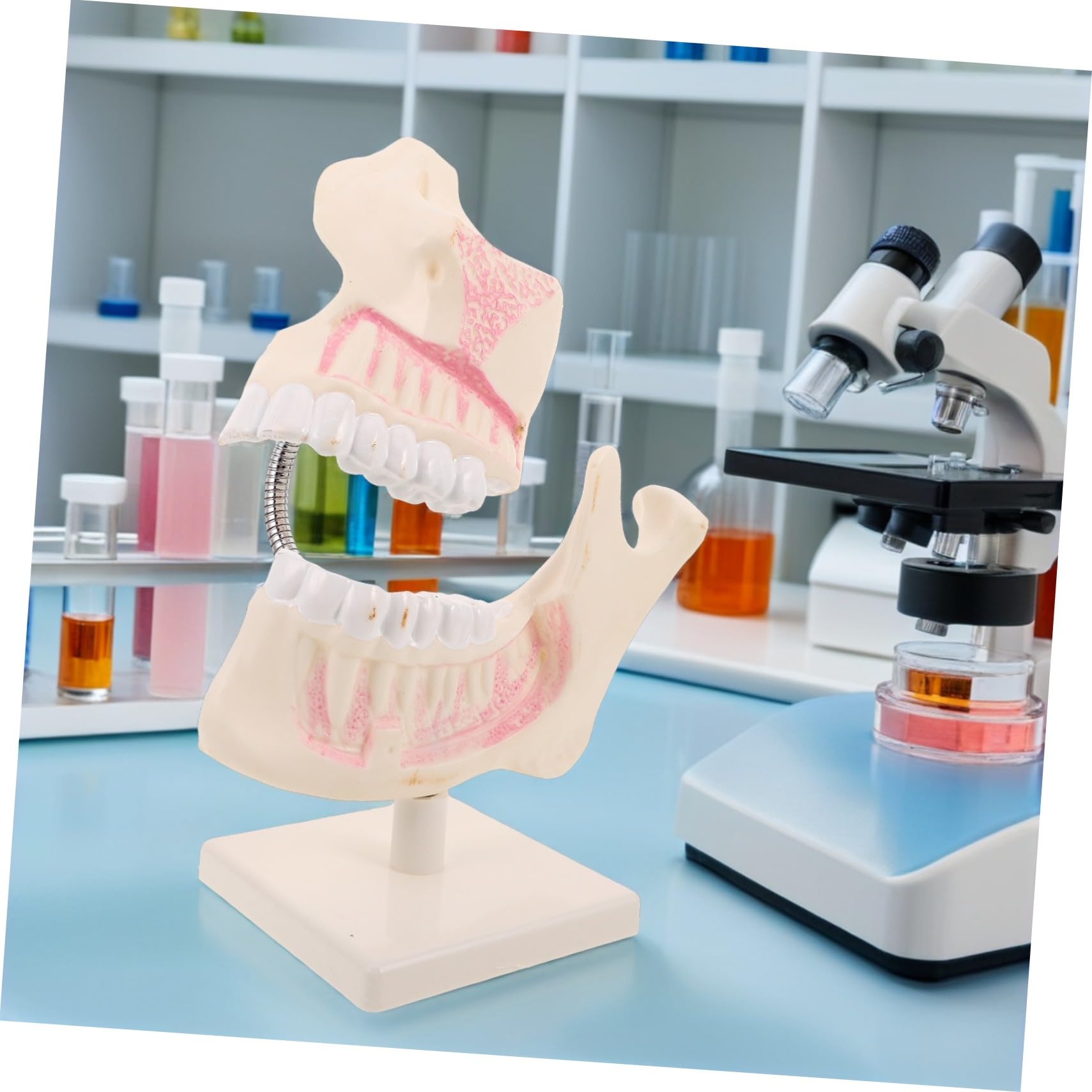 Modello di Denti in Plastica Modello di Pratica per Denti Artificiali Realistico per Studio Dentistico e Apprendimento