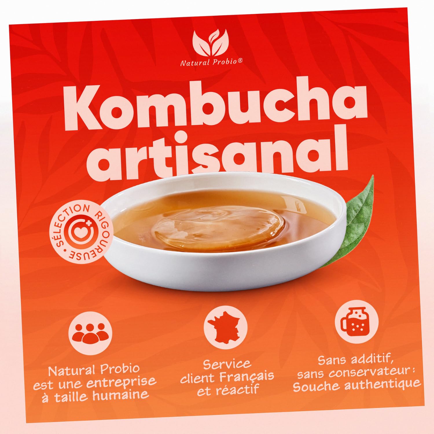 Natural Probio® Original Kombucha Scoby - Kit de démarrage de Culture - Mere de Kombucha de souche Authentique + Notice complète, Recette et Conseils + Accès Ebook offert