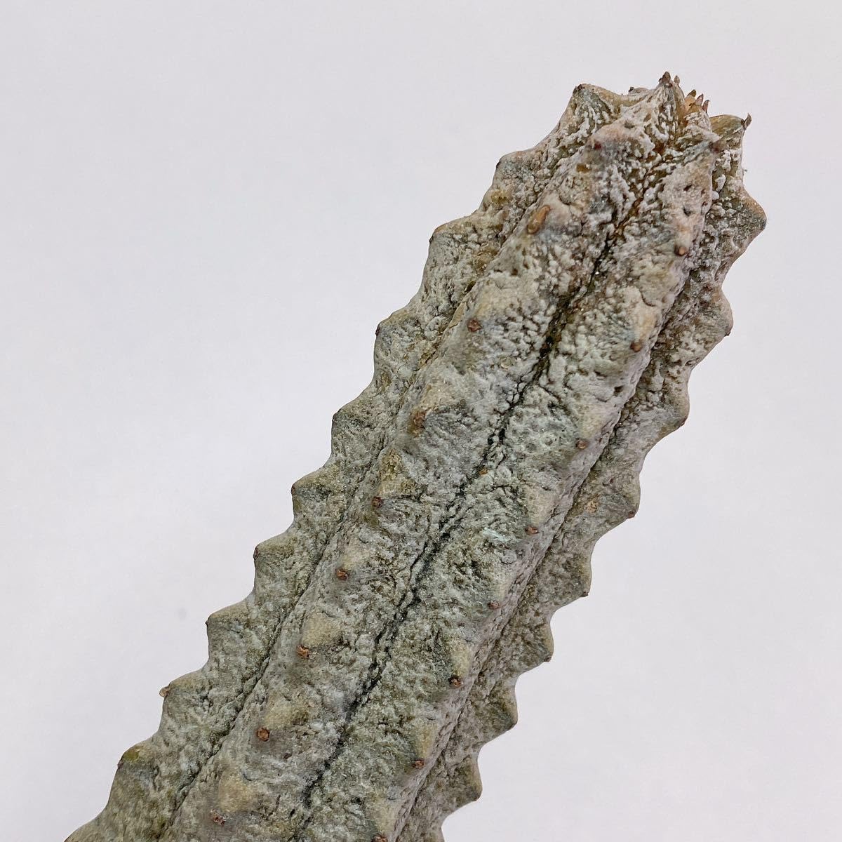 ト*ス様 激レア珍奇植物 アブデルクリ 大群生 大株 ユーフォルビア　サボテン e865364603888d12b98b6bcdd81152