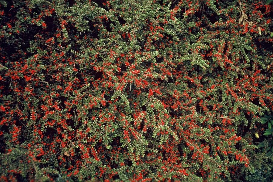 Fächer-Zwergmispel - Cotoneaster horizontalis - 10-25cm - Ø9cm - 20 Stück
