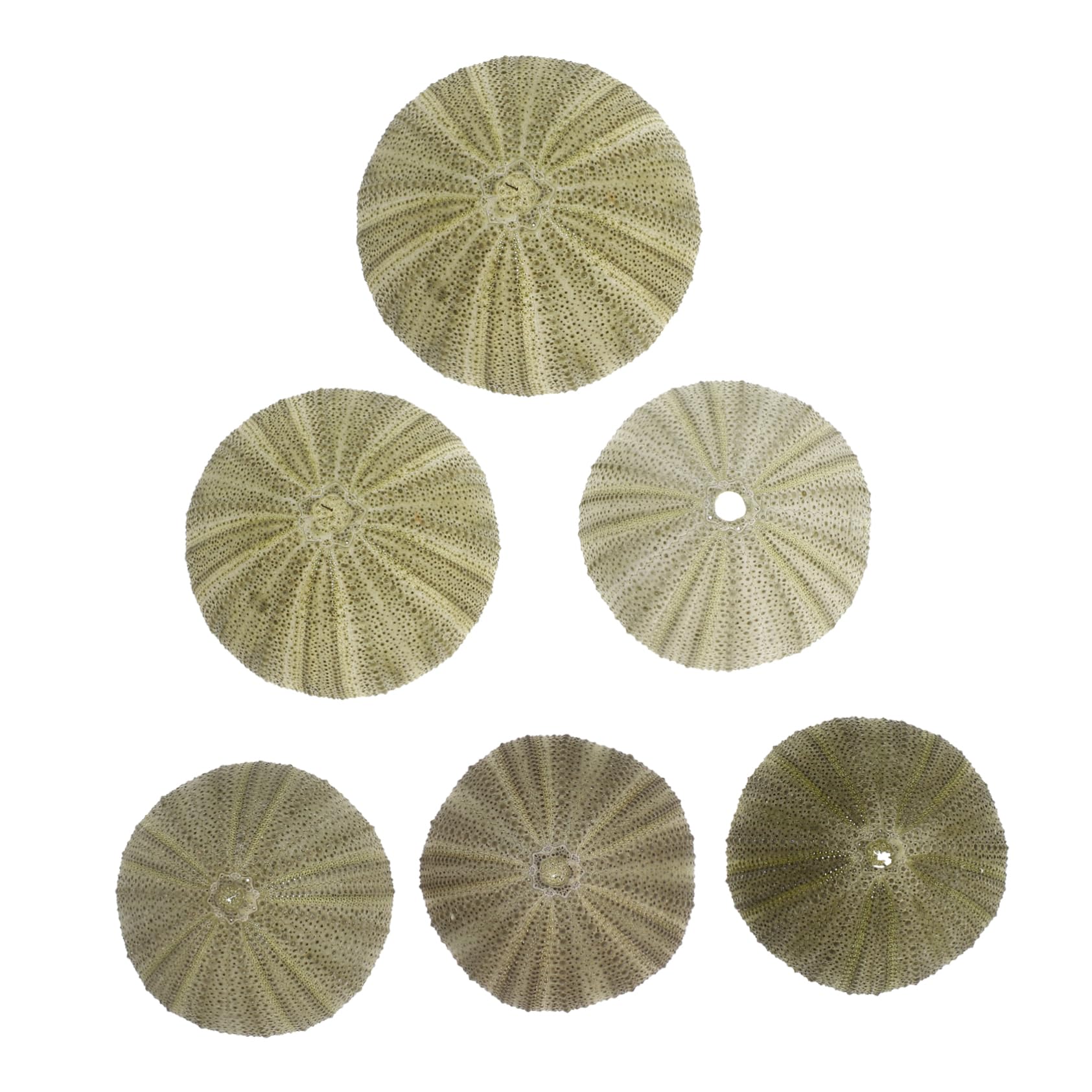 PRETYZOOM 6 Pcs Natural Sea Urchin Shells Beach Decor Sea Urchins Shells Craft Charms for DIY Wedding Christmas
