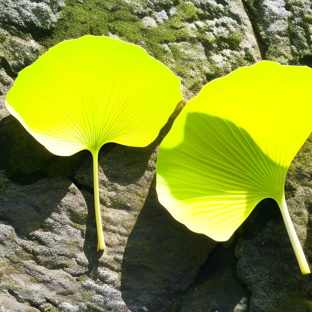 Nature's Finest Ginkgo Biloba Polvere di Foglie Naturali Pura al 100% - Integratore Erboristico - Qualità Testata da Terze Parti
