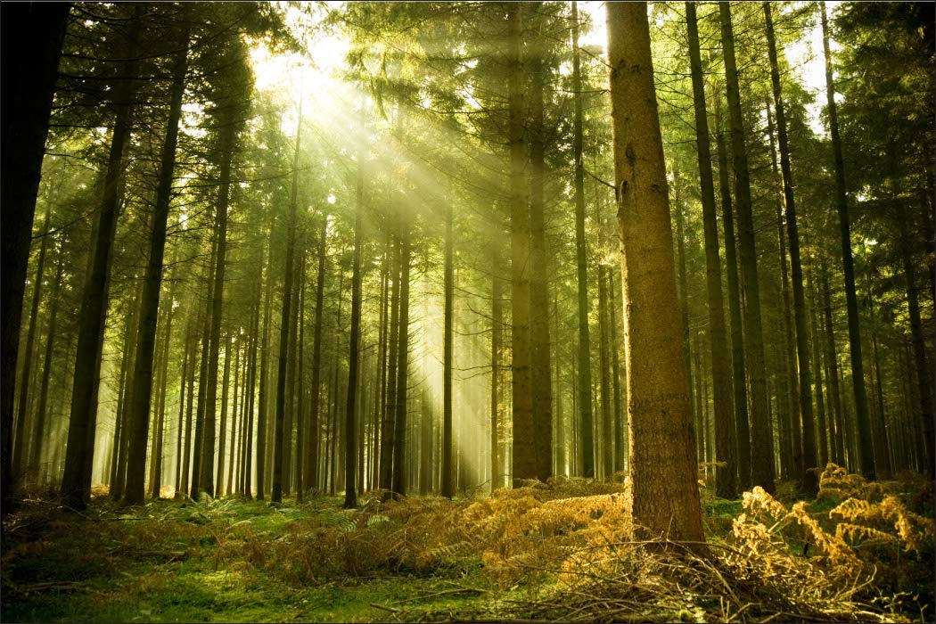 Muralo Winylowa gładka fototapeta, las, drzewa, słońce, naturalna, tapeta ścienna, 368 x 254, do salonu, sypialni, nowoczesne obrazy ścienne XXL, dekoracja ścienna, szer. 368 cm x wys. 254 cm