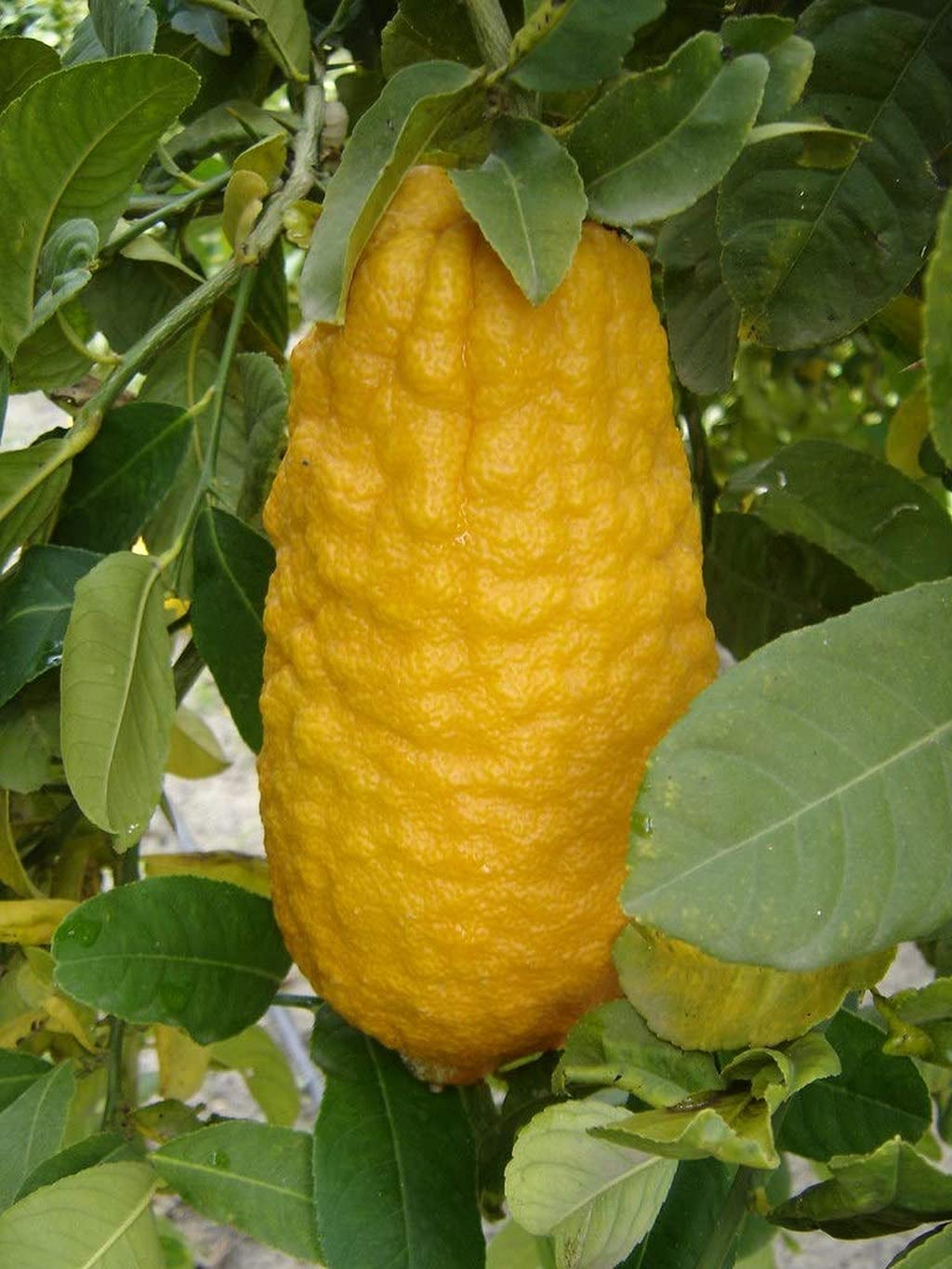 Ohhsome Rare Etrog Citron Ganapathy Lemon Fruit Live Seedling Plant Super Variety Ganapathylemon (Healthy Plant) (B09HN411NR) Amazon Price History, Amazon Price Tracker