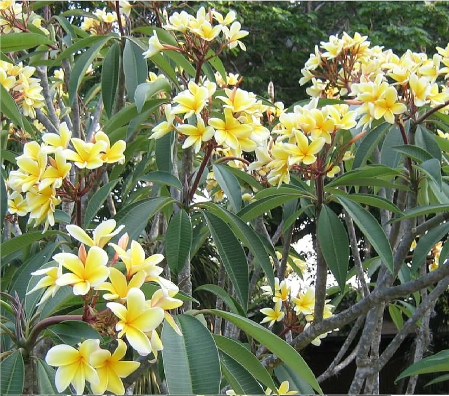 Amazon.com : Hawaiian Yellow Plumeria Plant Cuttings (Pack