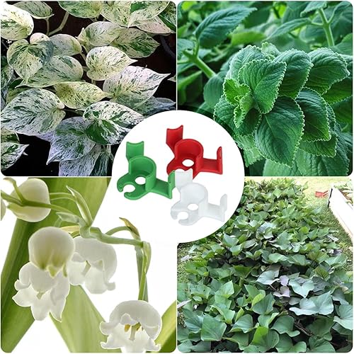 Miniatura 4 de Clips para plantas de 90 grados, ajustable, 30 unidades, ángulo de vástago de baja presión y controlador de altitud para plantas o verduras de