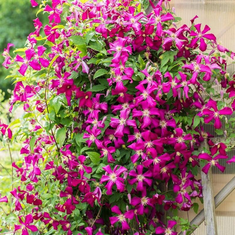 Deep Red Clematis Vine Plant Live for Planting, Fragrant Clematis Plant Live in 2.5 Inches Pot, Clematis Flowers Perennial