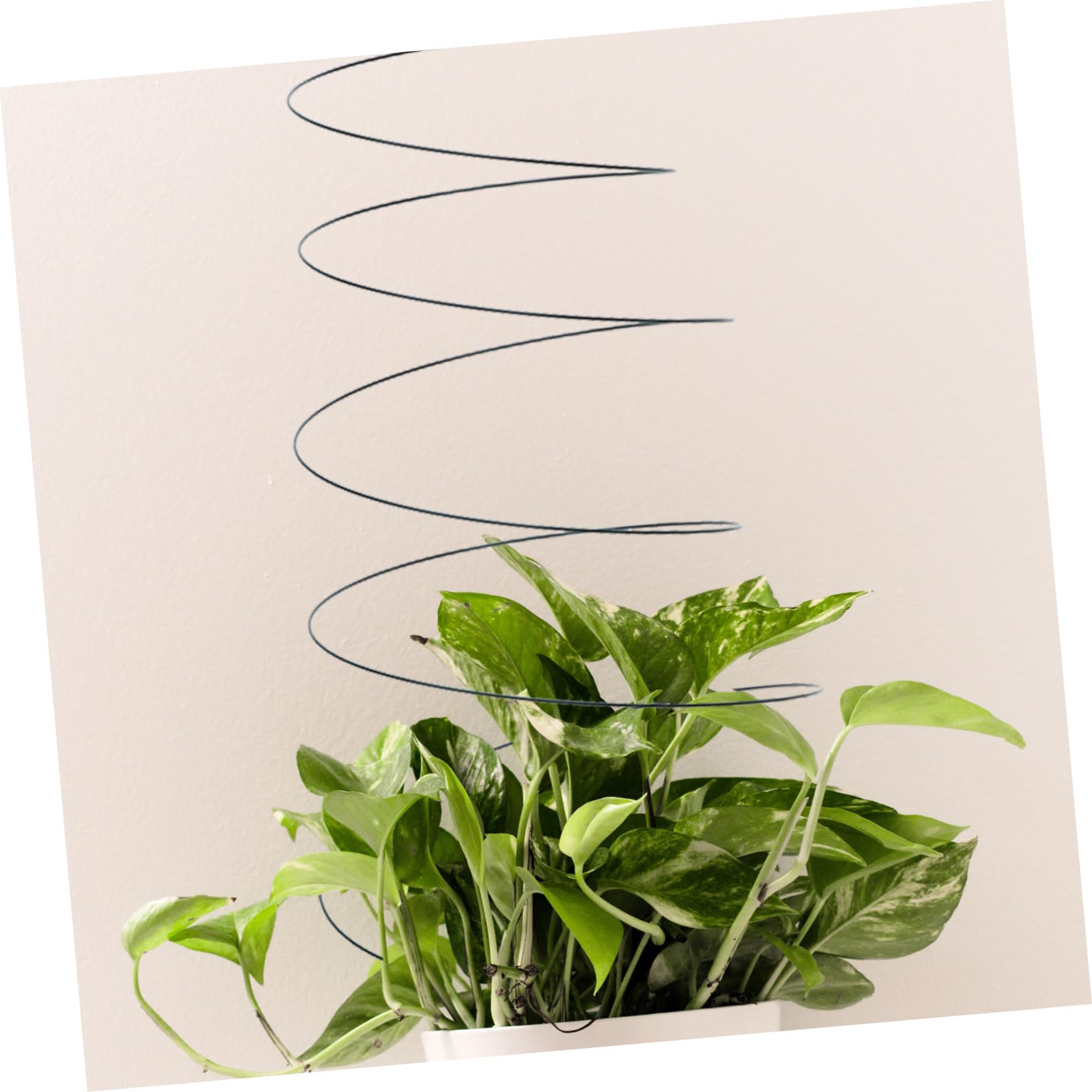 2 Stück Edelstahl Spiral Pflanzenstütze Stabiler Rankstab für Kletterpflanzen Tomaten und Gemüse Wetterfest Platzsparend für Garten Balkon und Blumentopf