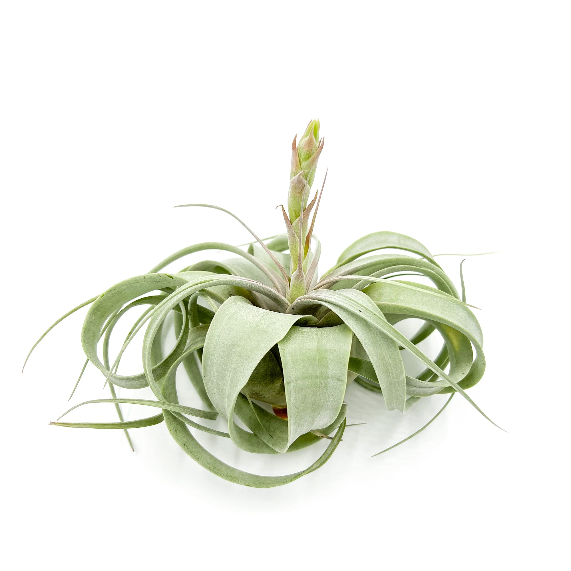 Tillandsia Xerographica Air Plant
