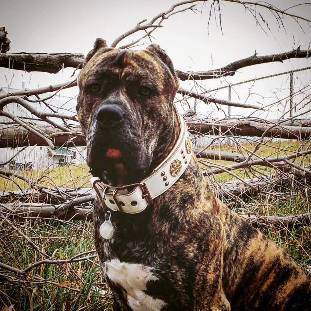 Bestia Maximus Collar de Perro de Piel auténtica, Razas Grandes | Talla M: se adapta a un cuello de 42,4 a 50 cm, 6,3 cm de ancho