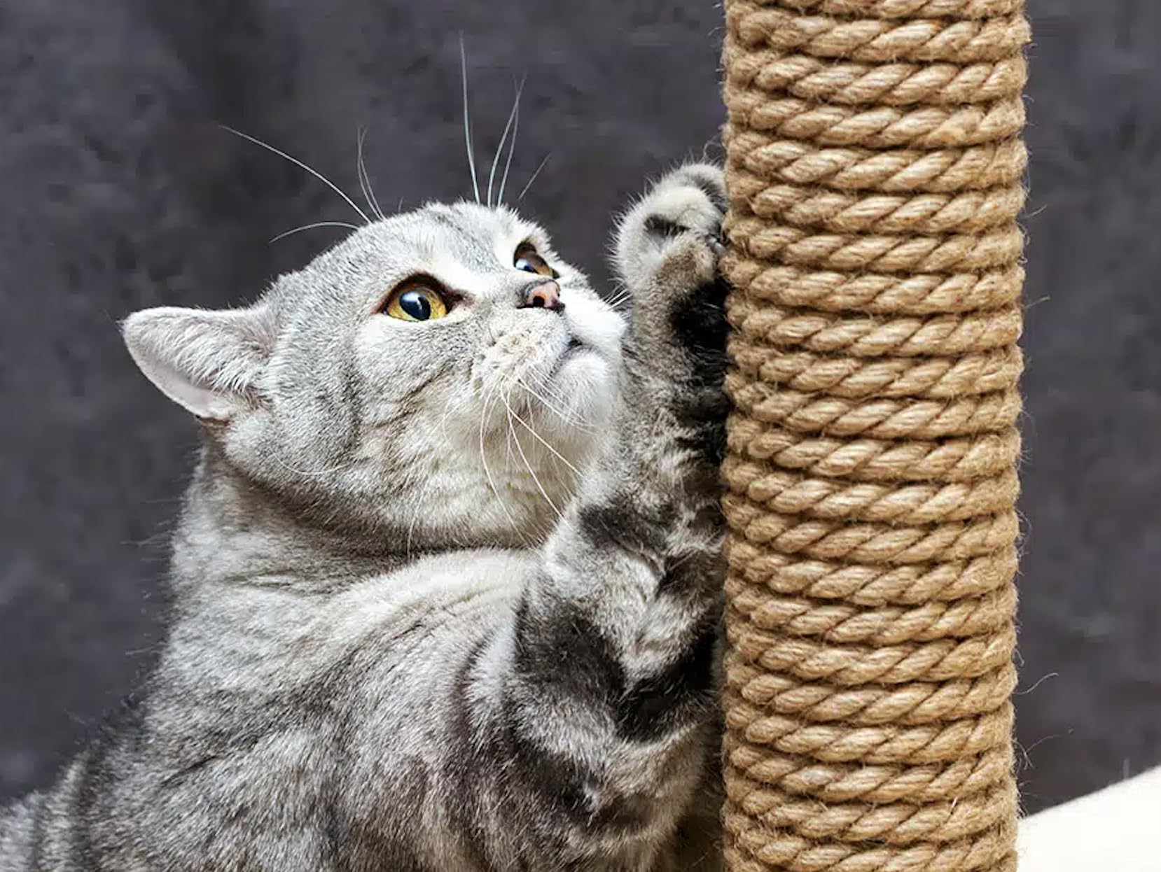 Premium Kalite Kedi Tırmalama Ipi - Cat Scratching Rope - (5 Mm, 25 Metre)