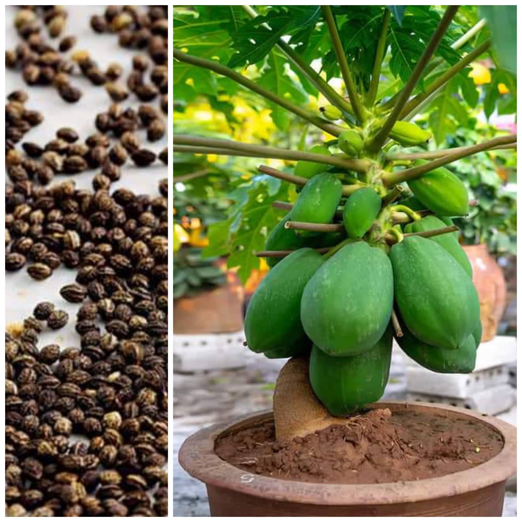 Golden Bloom Hybrid Lady Papaya Seeds For Kitchen Garden (110 seeds) And You Get Free Vegetable Seeds Inside Of Pack (B0BG5SBQKX) Amazon Price History, Amazon Price Tracker